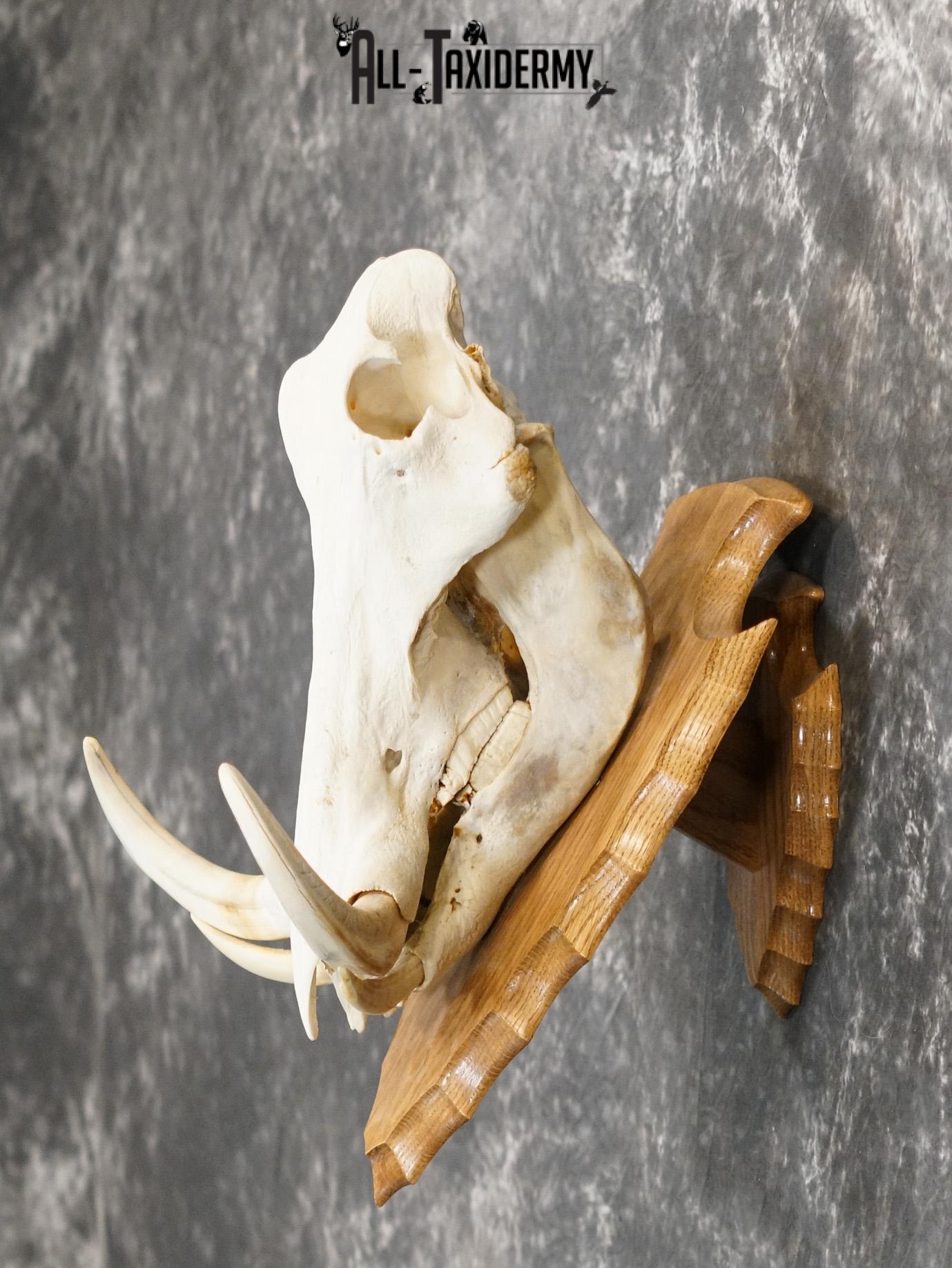 African Warthog Skull on Plaque for sale SKU 2156 - Image 4