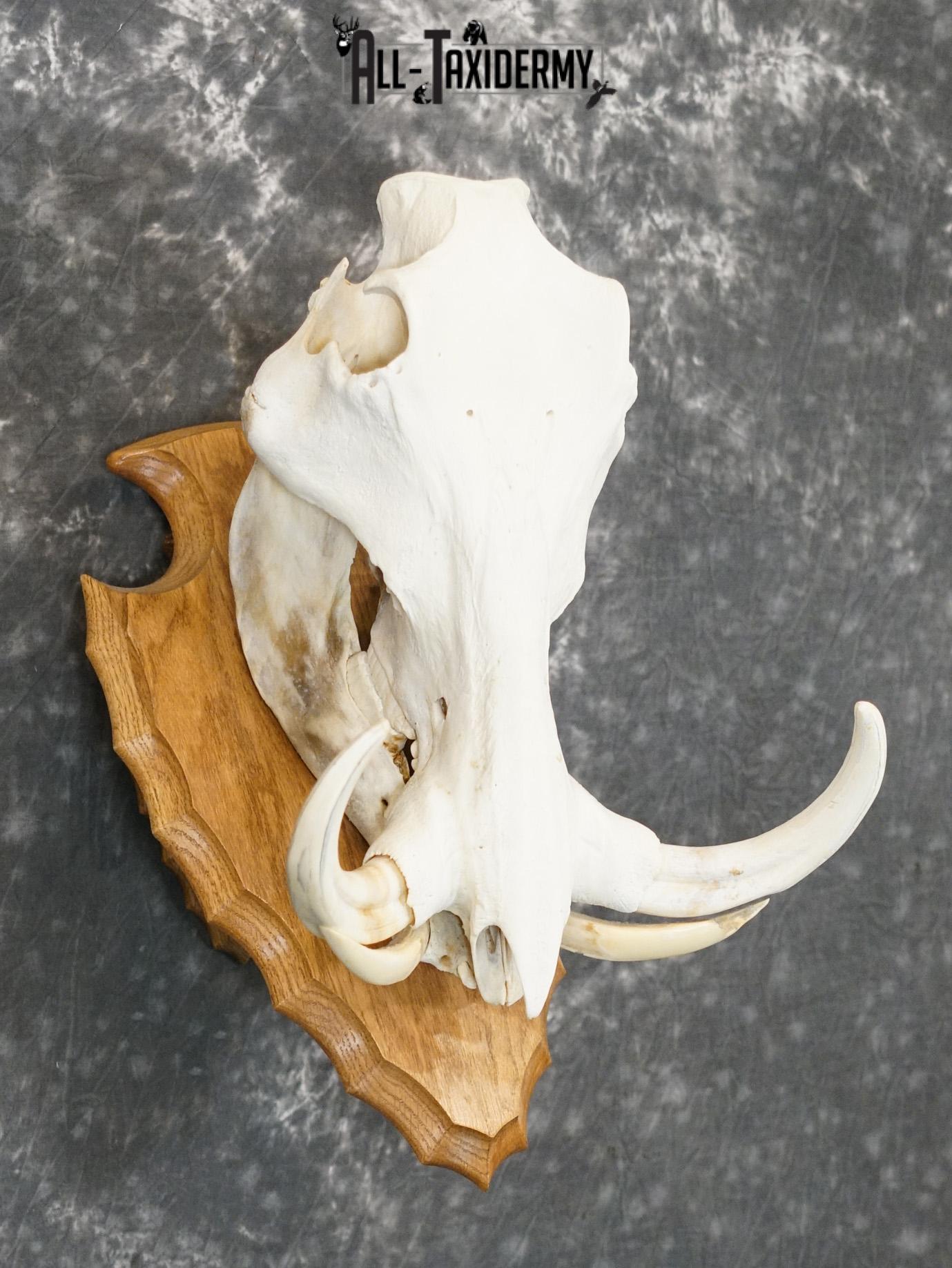 African Warthog Skull on Plaque for sale SKU 2156 - Image 3