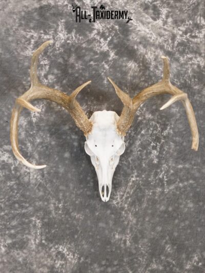 Whitetail european taxidermy skull for sale SKU 2152