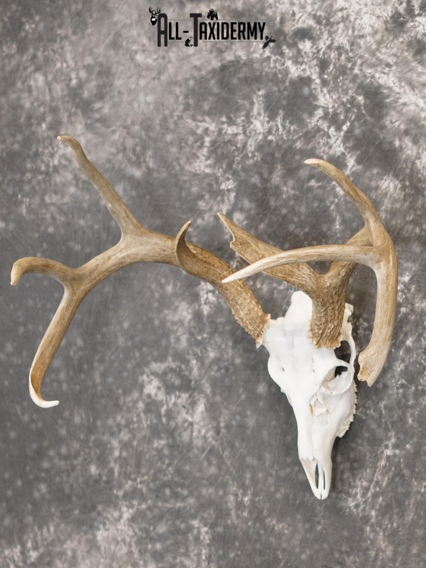 Whitetail european taxidermy skull for sale SKU 2152 - Image 8