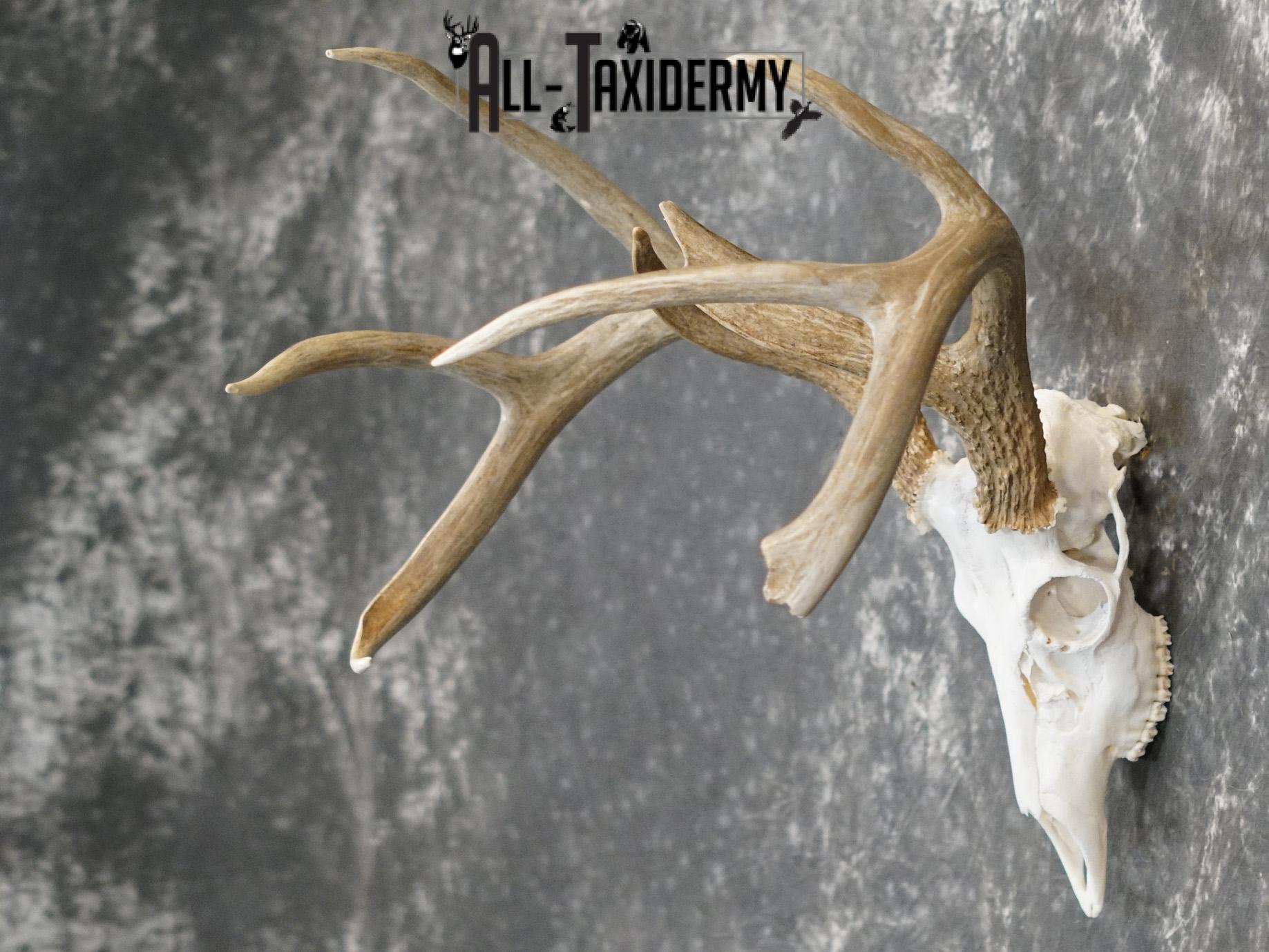 Whitetail european taxidermy skull for sale SKU 2152 - Image 7