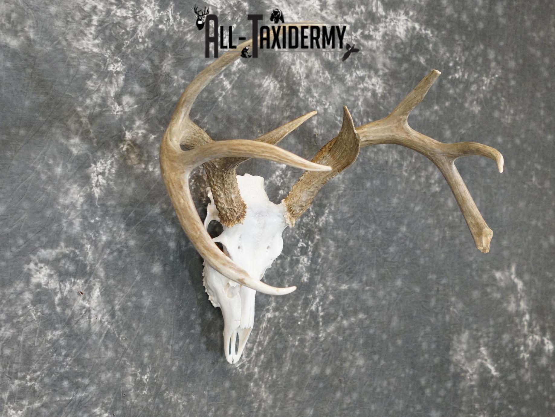 Whitetail european taxidermy skull for sale SKU 2152 - Image 6