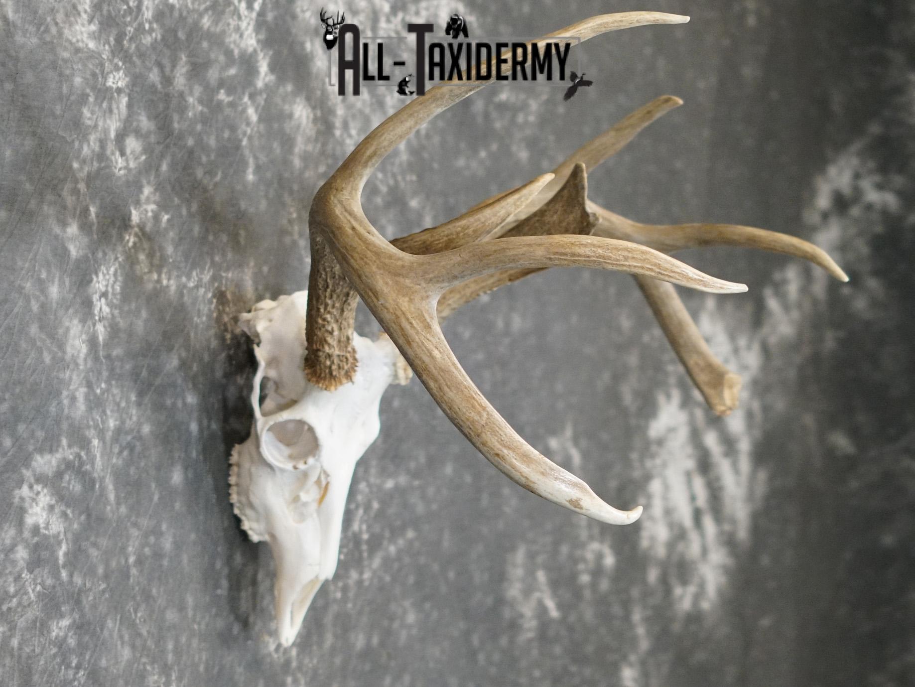 Whitetail european taxidermy skull for sale SKU 2152 - Image 5