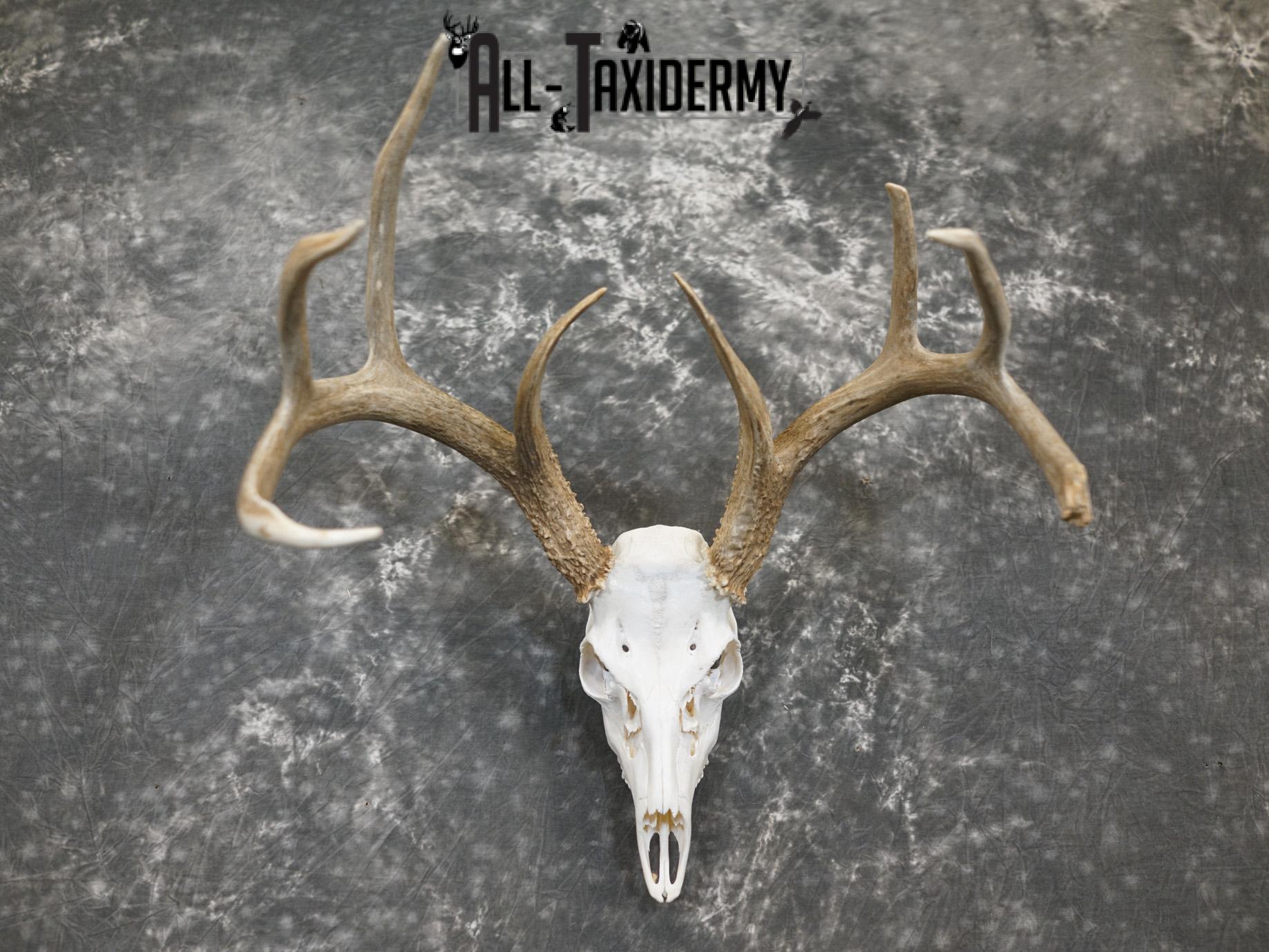 Whitetail european taxidermy skull for sale SKU 2152 - Image 4