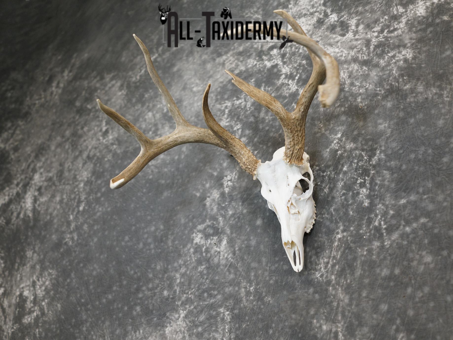 Whitetail european taxidermy skull for sale SKU 2152 - Image 3