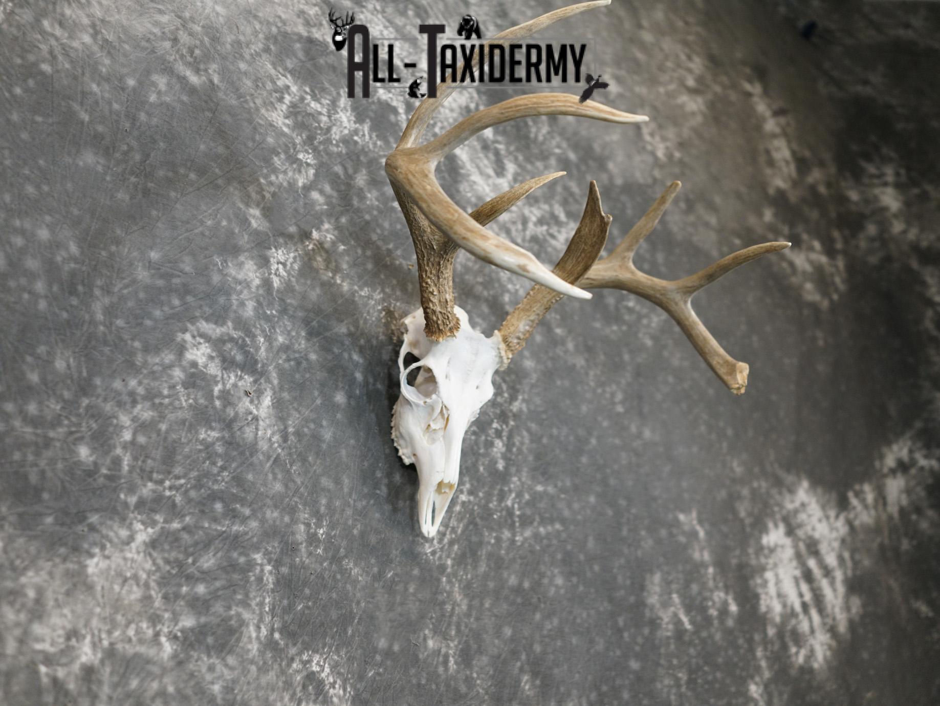 Whitetail european taxidermy skull for sale SKU 2152 - Image 2