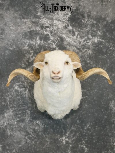 Merino sheep taxidermy shoulder mount for sale SKU 2186