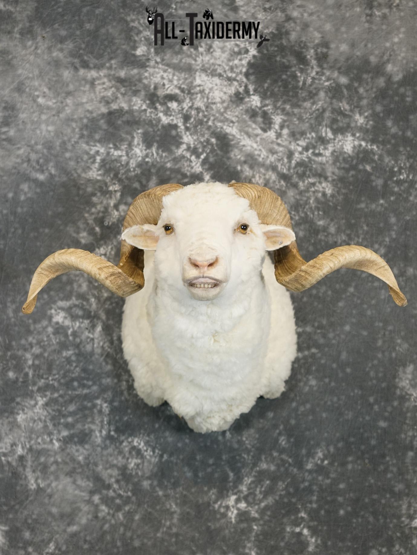 Merino sheep taxidermy shoulder mount for sale SKU 2186