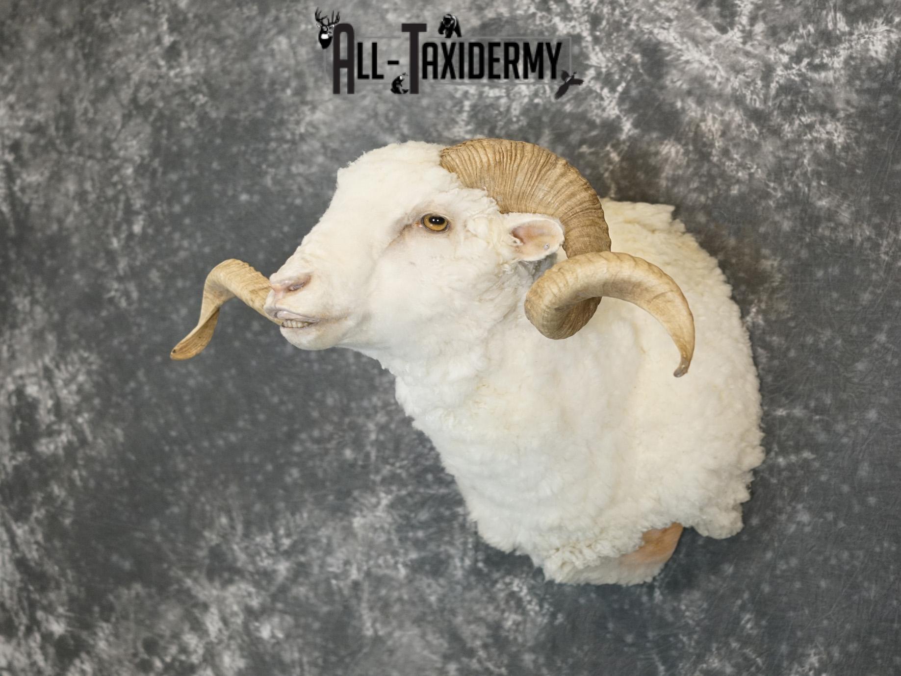 Merino sheep taxidermy shoulder mount for sale SKU 2186 - Image 8