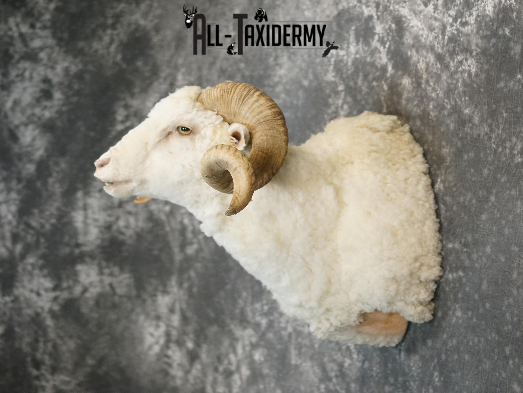 Merino sheep taxidermy shoulder mount for sale SKU 2186 - Image 7
