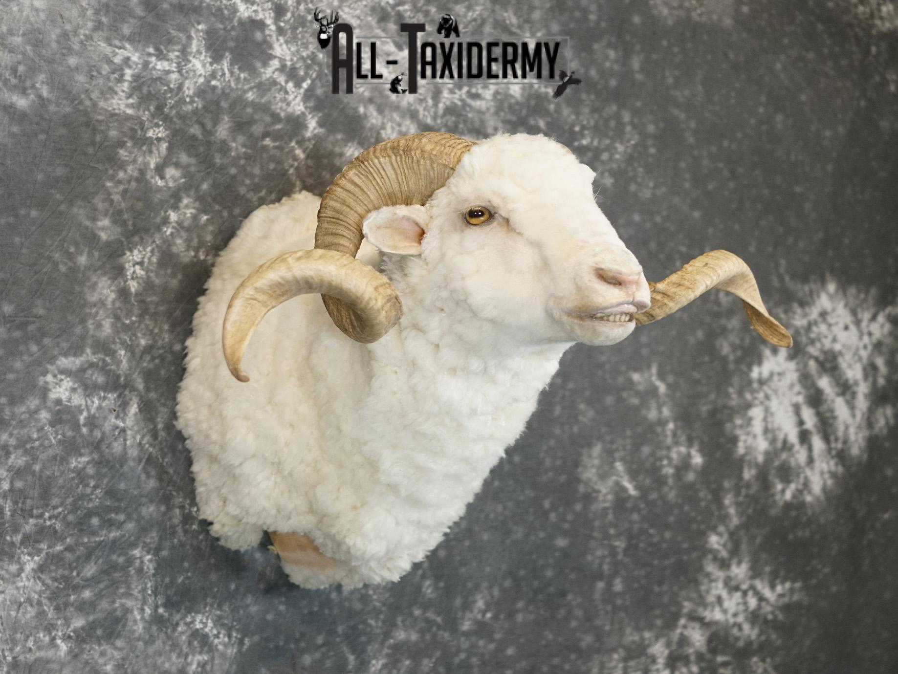 Merino sheep taxidermy shoulder mount for sale SKU 2186 - Image 6