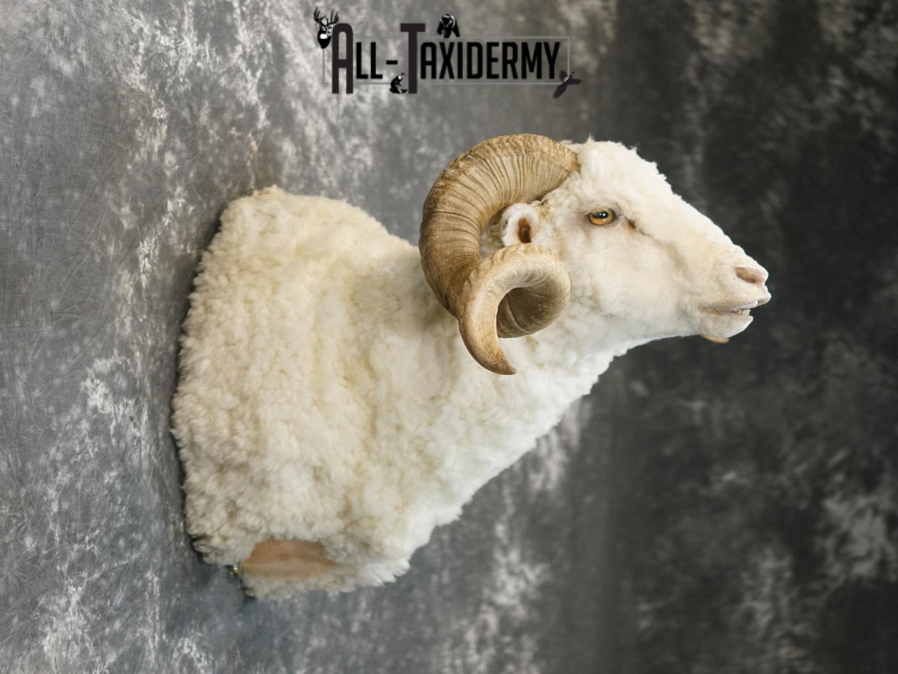 Merino sheep taxidermy shoulder mount for sale SKU 2186 - Image 5