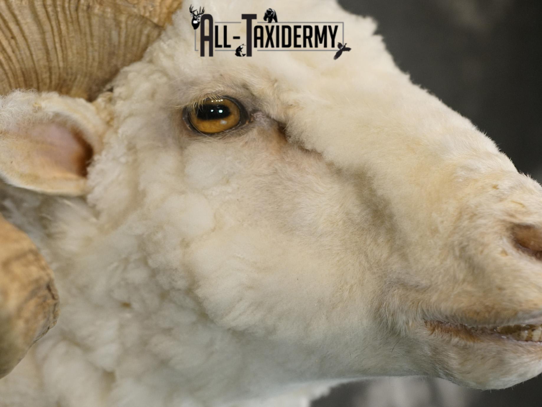 Merino sheep taxidermy shoulder mount for sale SKU 2186 - Image 4