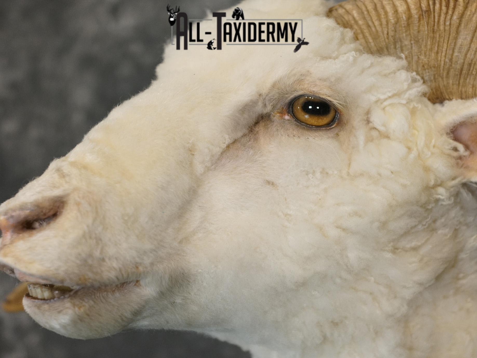 Merino sheep taxidermy shoulder mount for sale SKU 2186 - Image 3