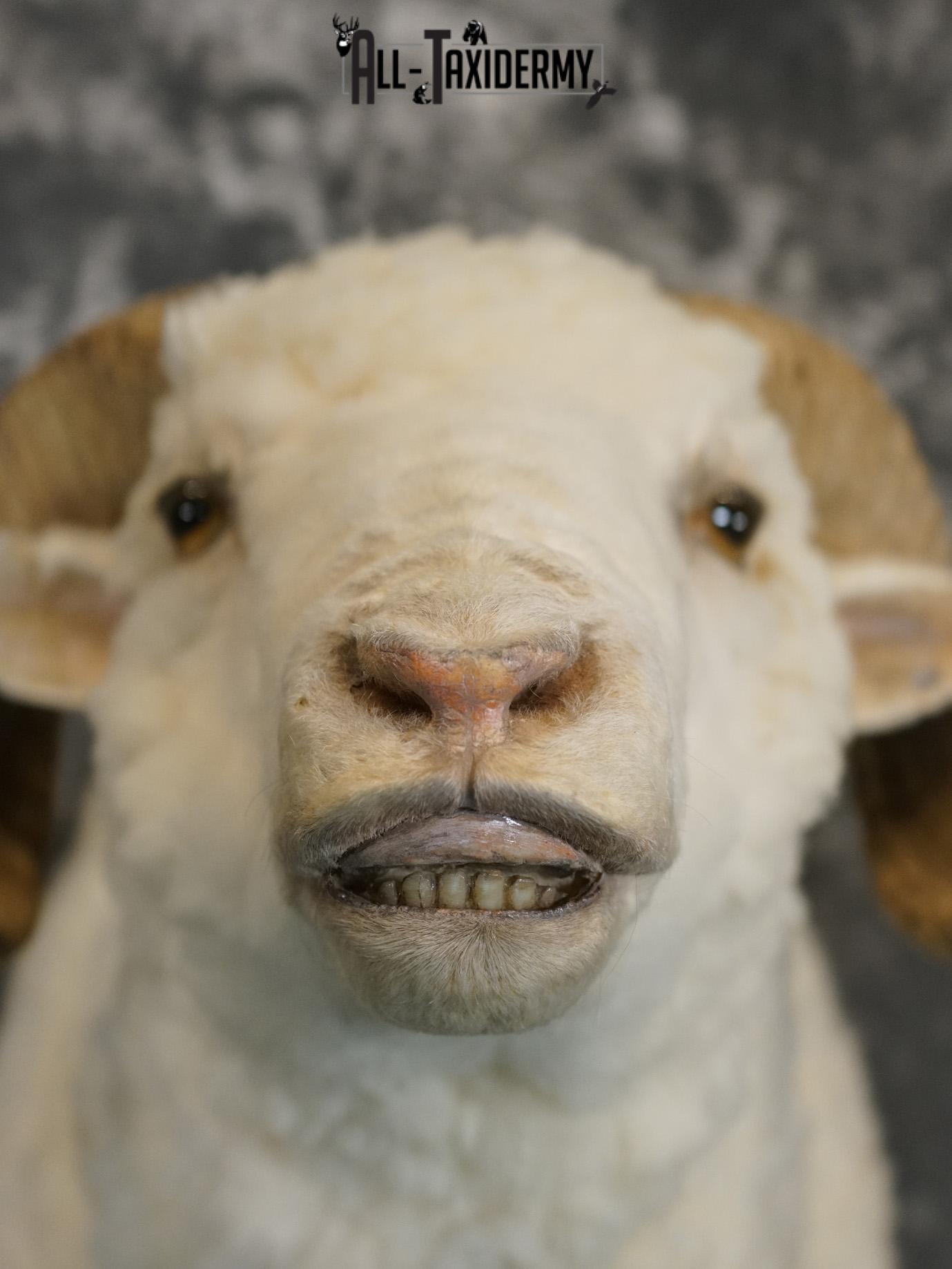 Merino sheep taxidermy shoulder mount for sale SKU 2186 - Image 2