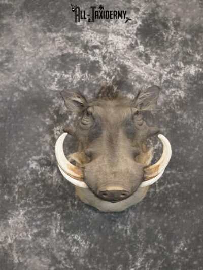 African Warthog Taxidermy Shoulder Mount for Sale SKU 2201