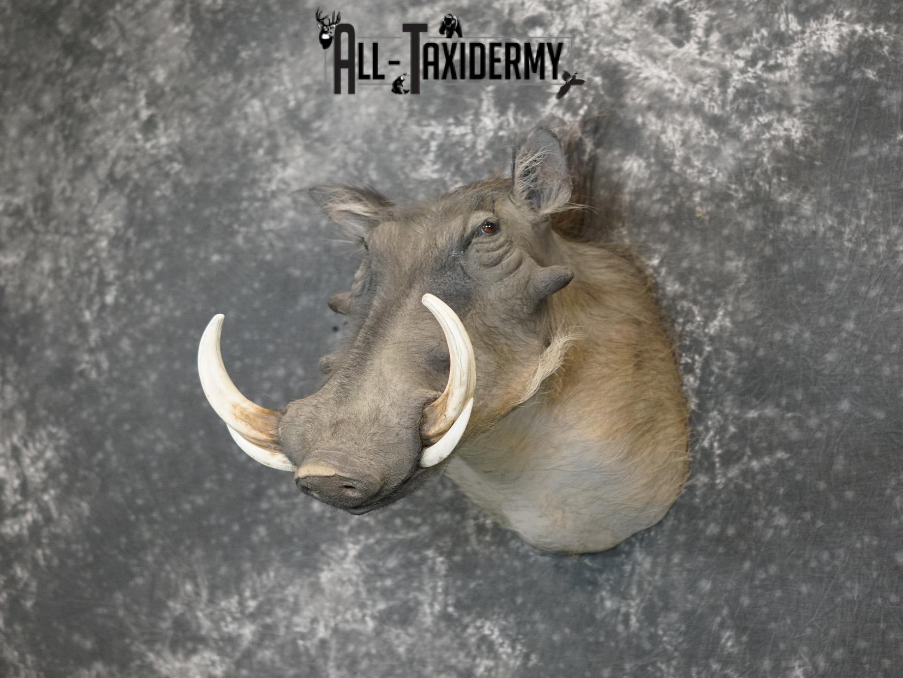 African Warthog Taxidermy Shoulder Mount for Sale SKU 2201 - Image 8