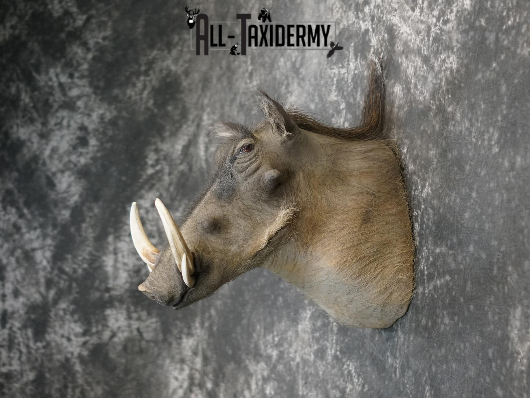 African Warthog Taxidermy Shoulder Mount for Sale SKU 2201 - Image 7