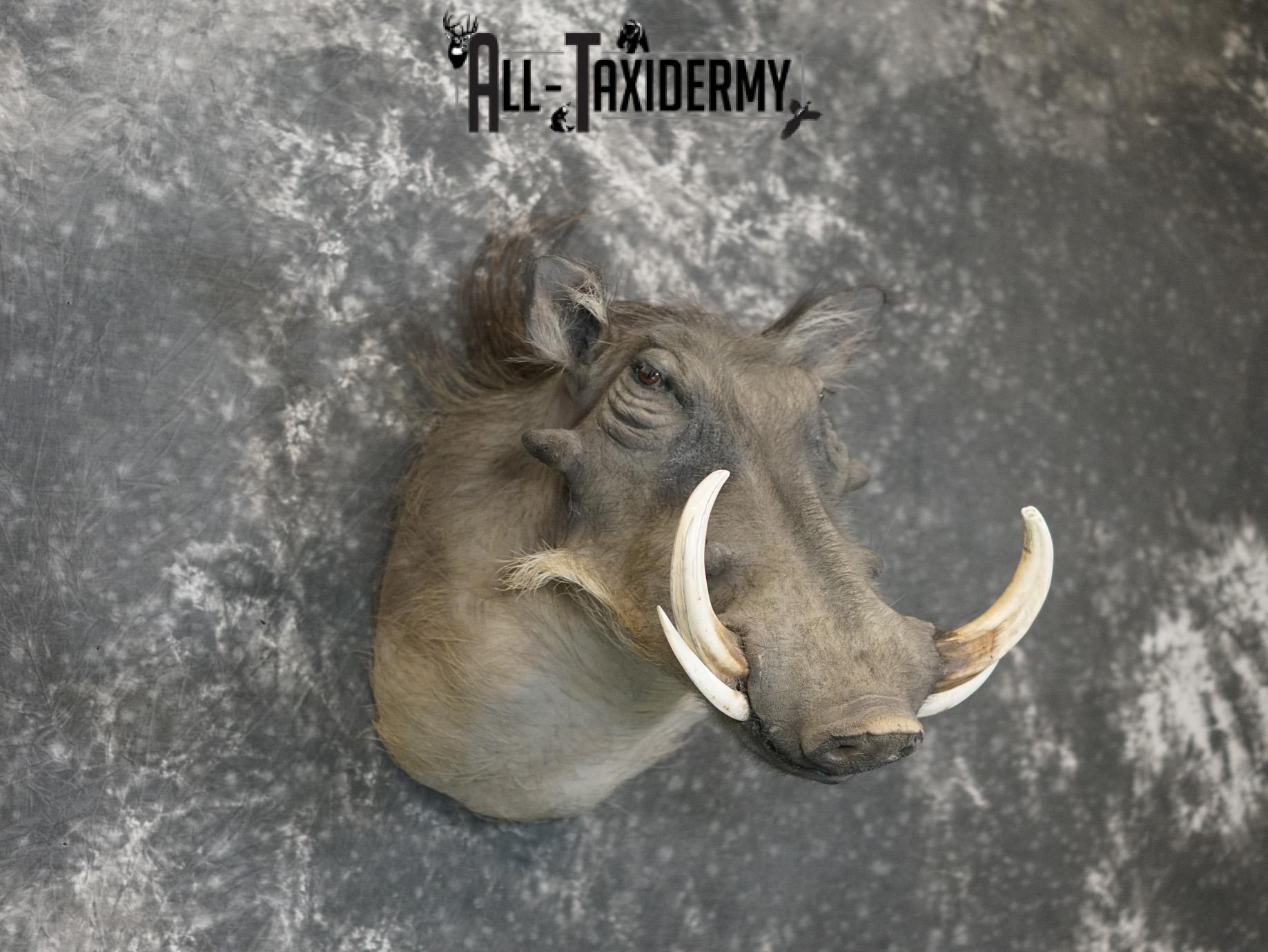 African Warthog Taxidermy Shoulder Mount for Sale SKU 2201 - Image 6