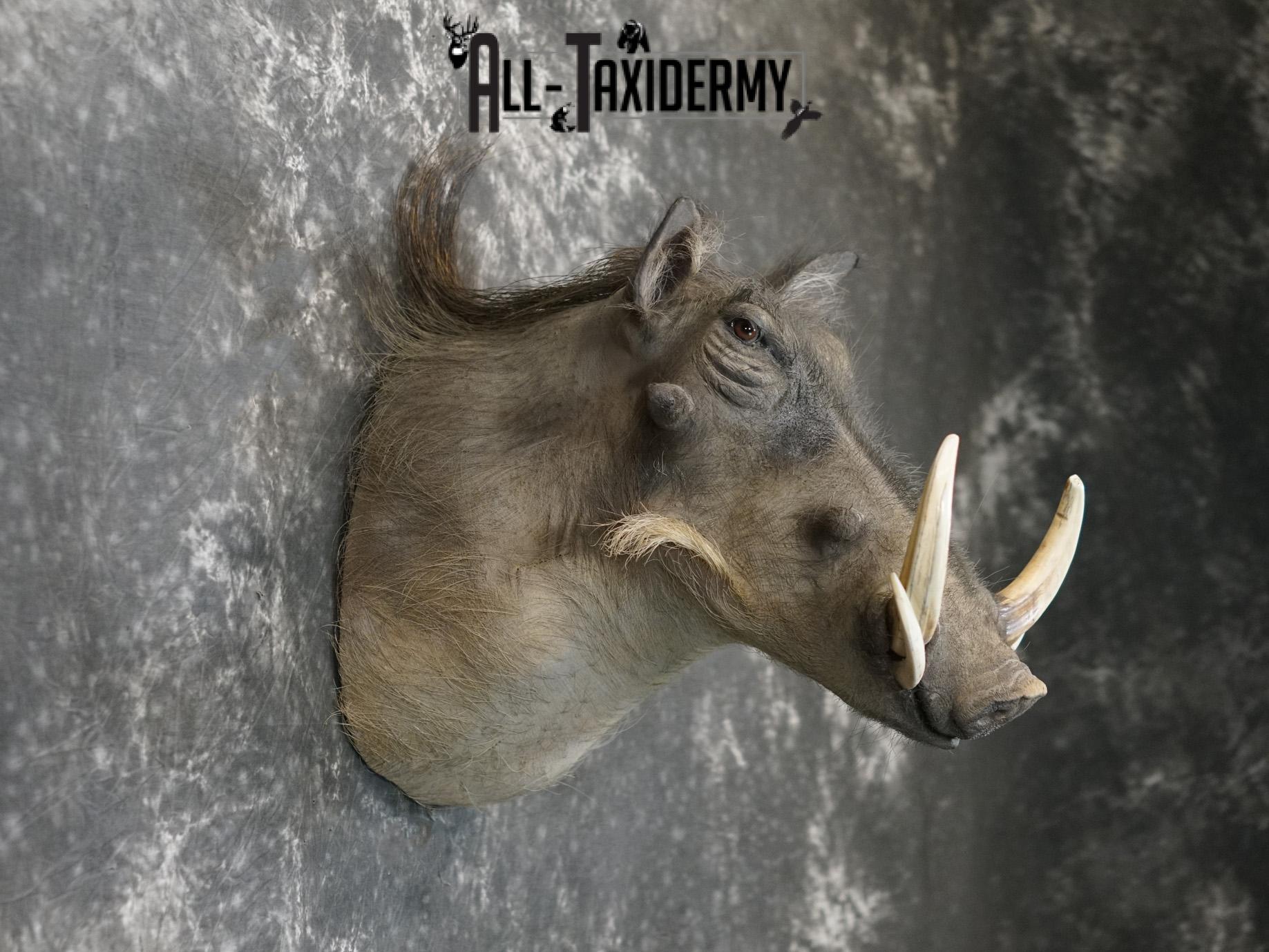 African Warthog Taxidermy Shoulder Mount for Sale SKU 2201 - Image 5