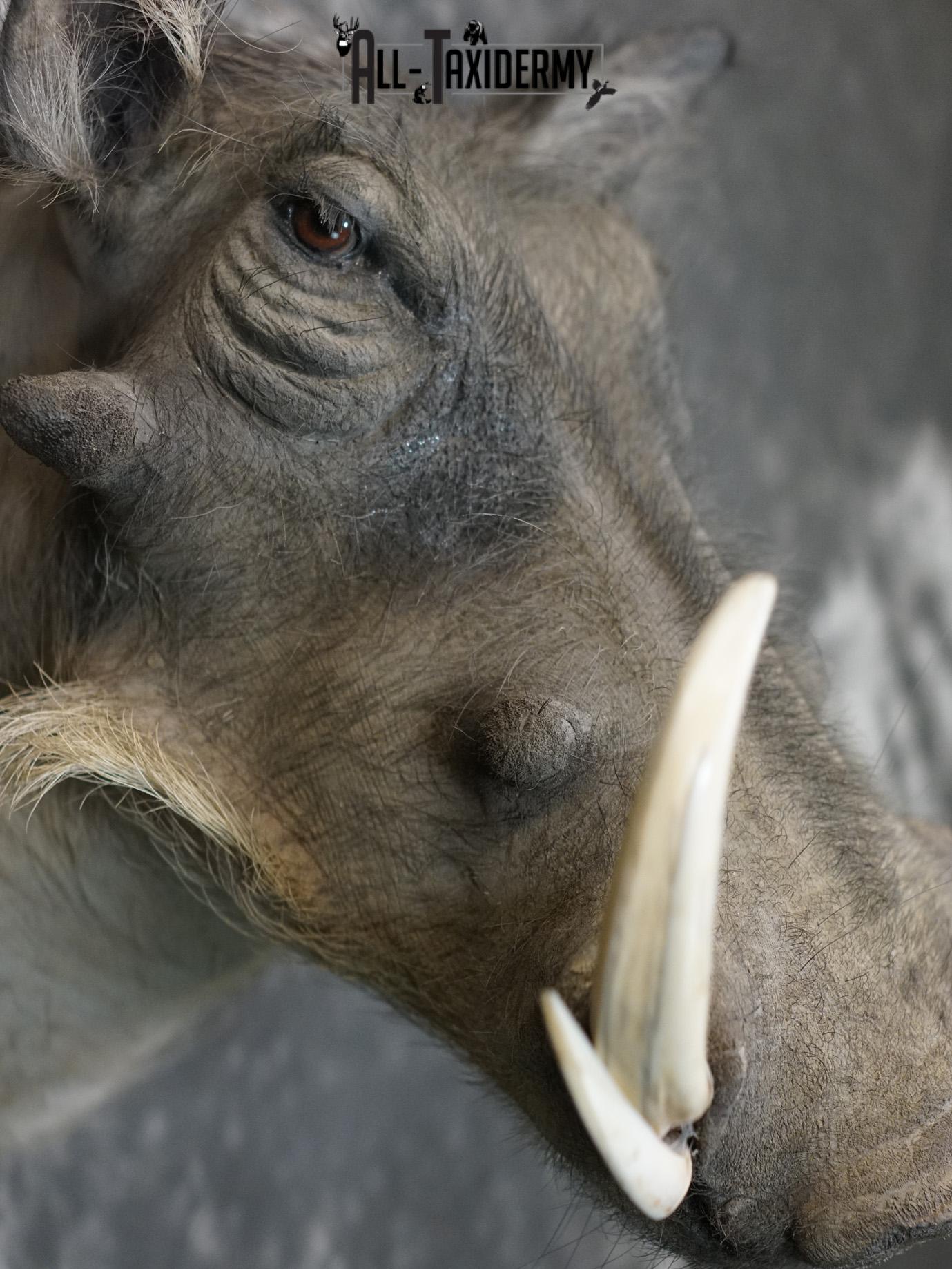 African Warthog Taxidermy Shoulder Mount for Sale SKU 2201 - Image 4