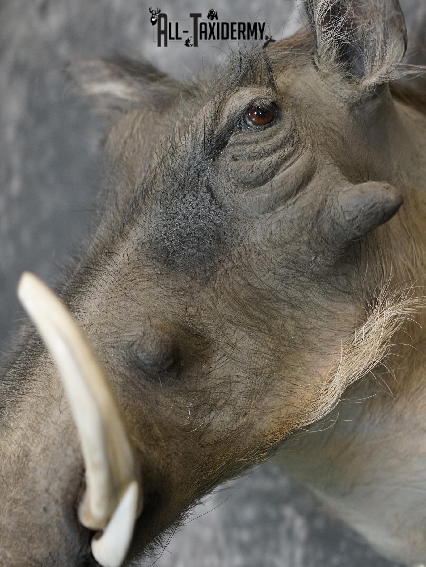 African Warthog Taxidermy Shoulder Mount for Sale SKU 2201 - Image 3