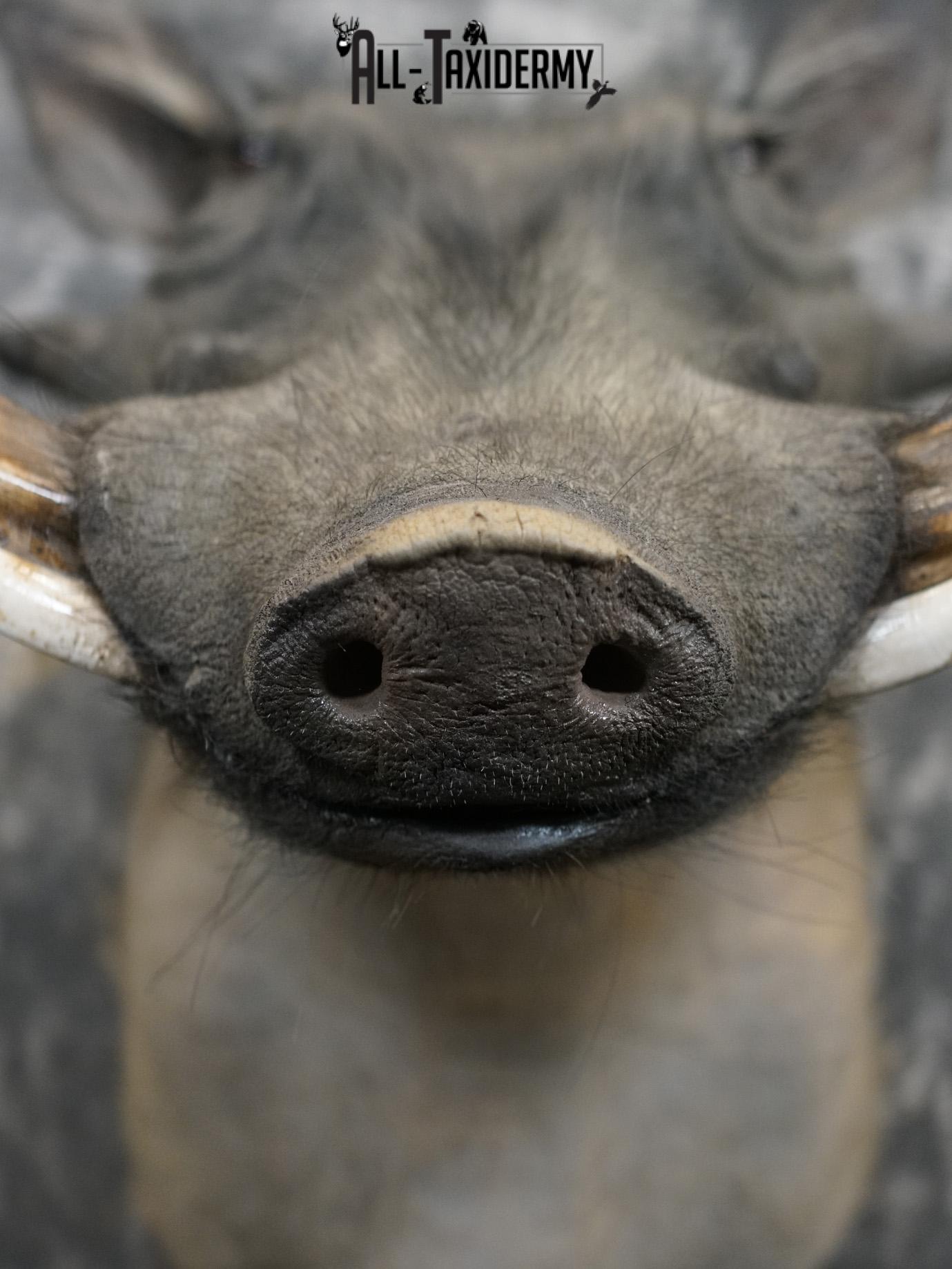 African Warthog Taxidermy Shoulder Mount for Sale SKU 2201 - Image 2