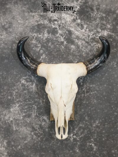 Brahma Bull european taxidermy skull for sale SKU 2158