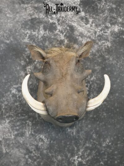 African Warthog Taxidermy Shoulder Mount SKU 2200