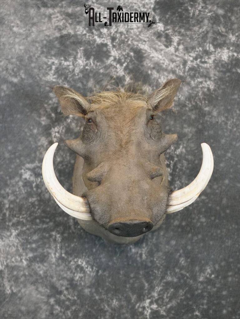 African Warthog Taxidermy Shoulder Mount SKU 2200 - All Taxidermy