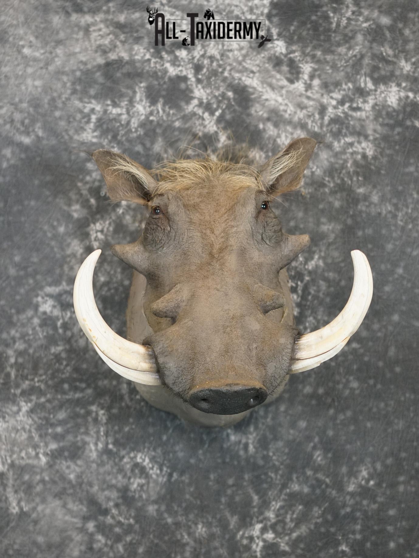 African Warthog Taxidermy Shoulder Mount SKU 2200