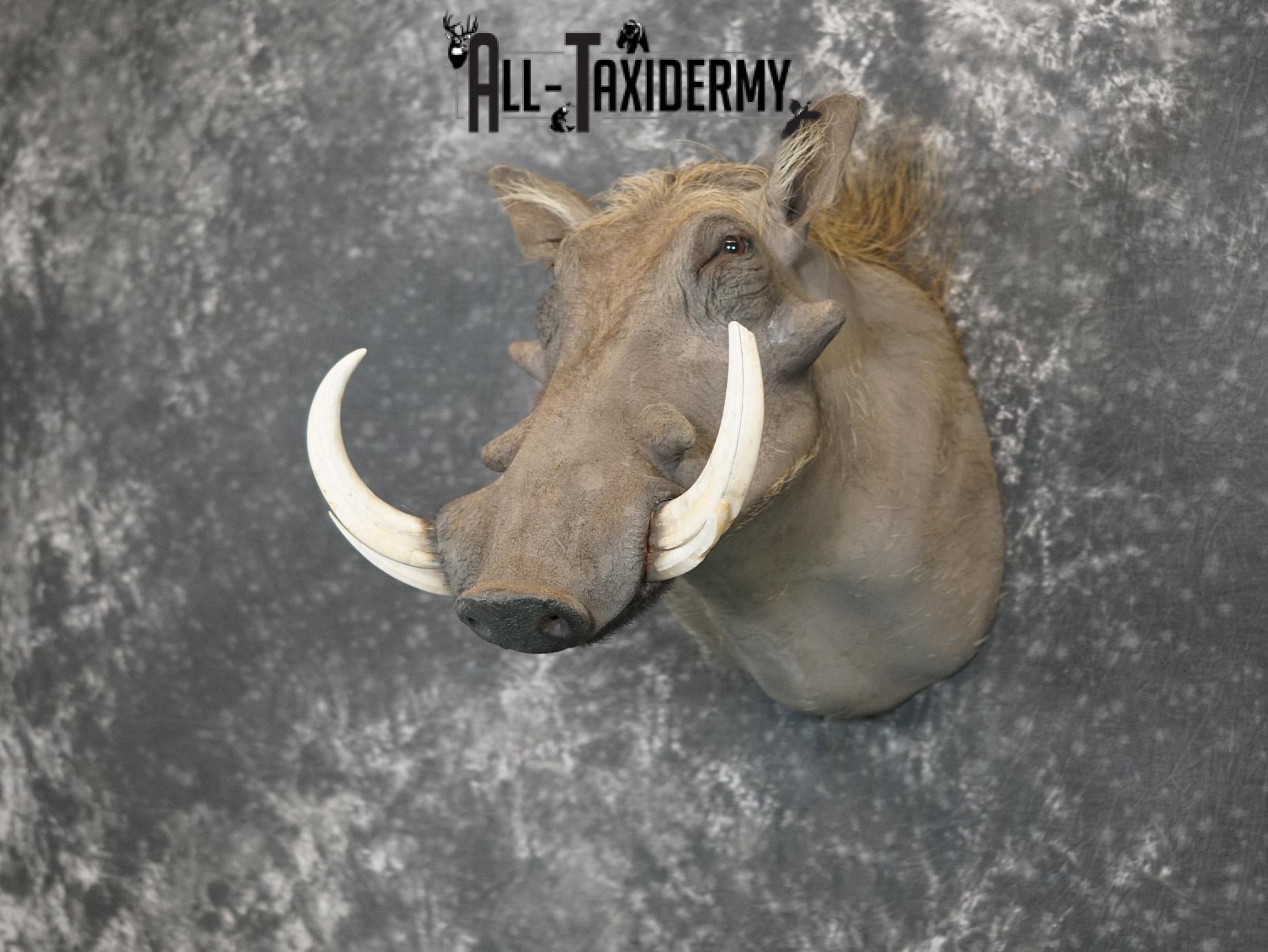 African Warthog Taxidermy Shoulder Mount SKU 2200 - Image 8