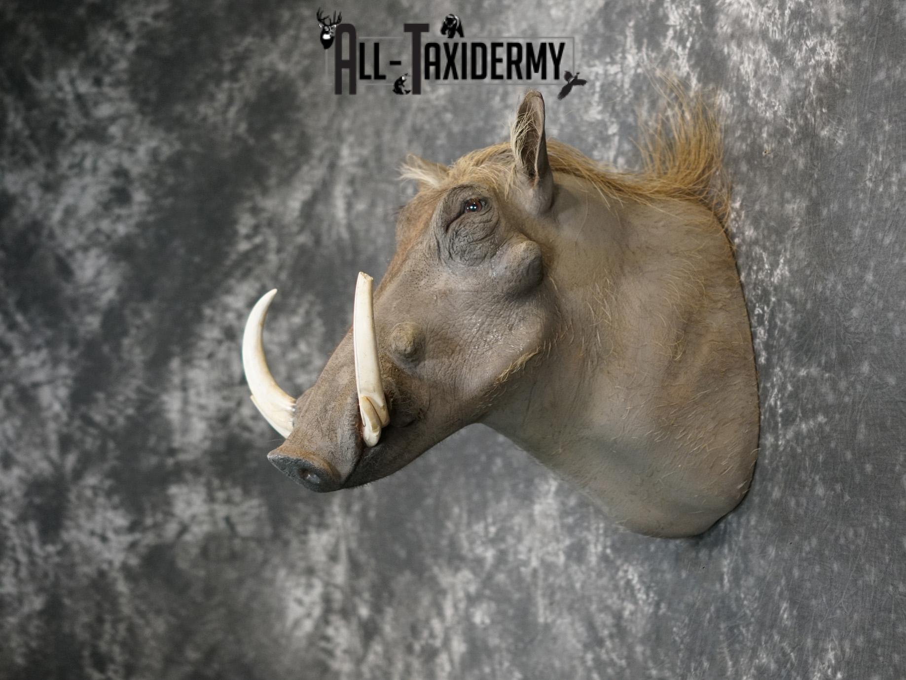 African Warthog Taxidermy Shoulder Mount SKU 2200 - Image 7