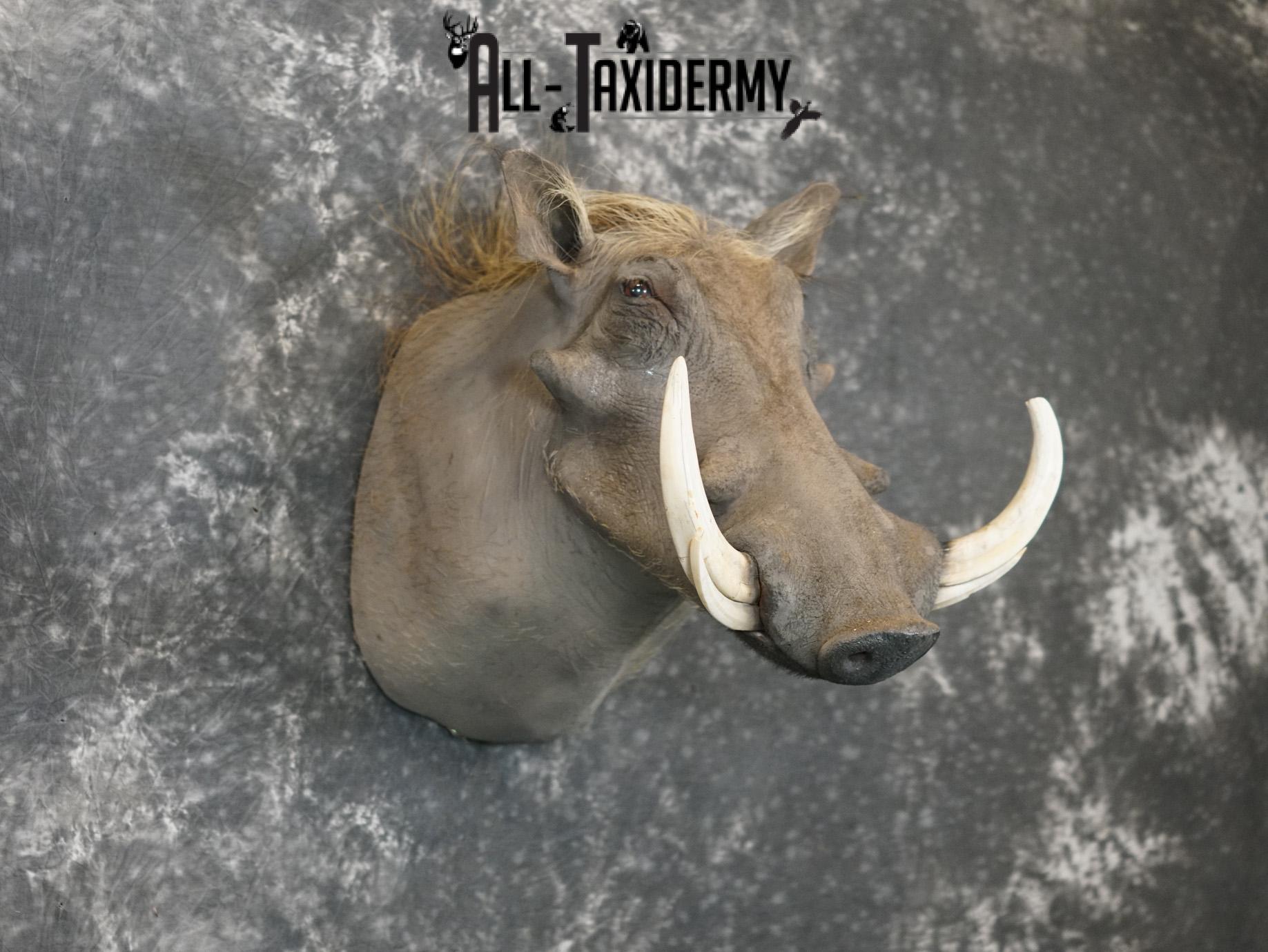 African Warthog Taxidermy Shoulder Mount SKU 2200 - Image 6