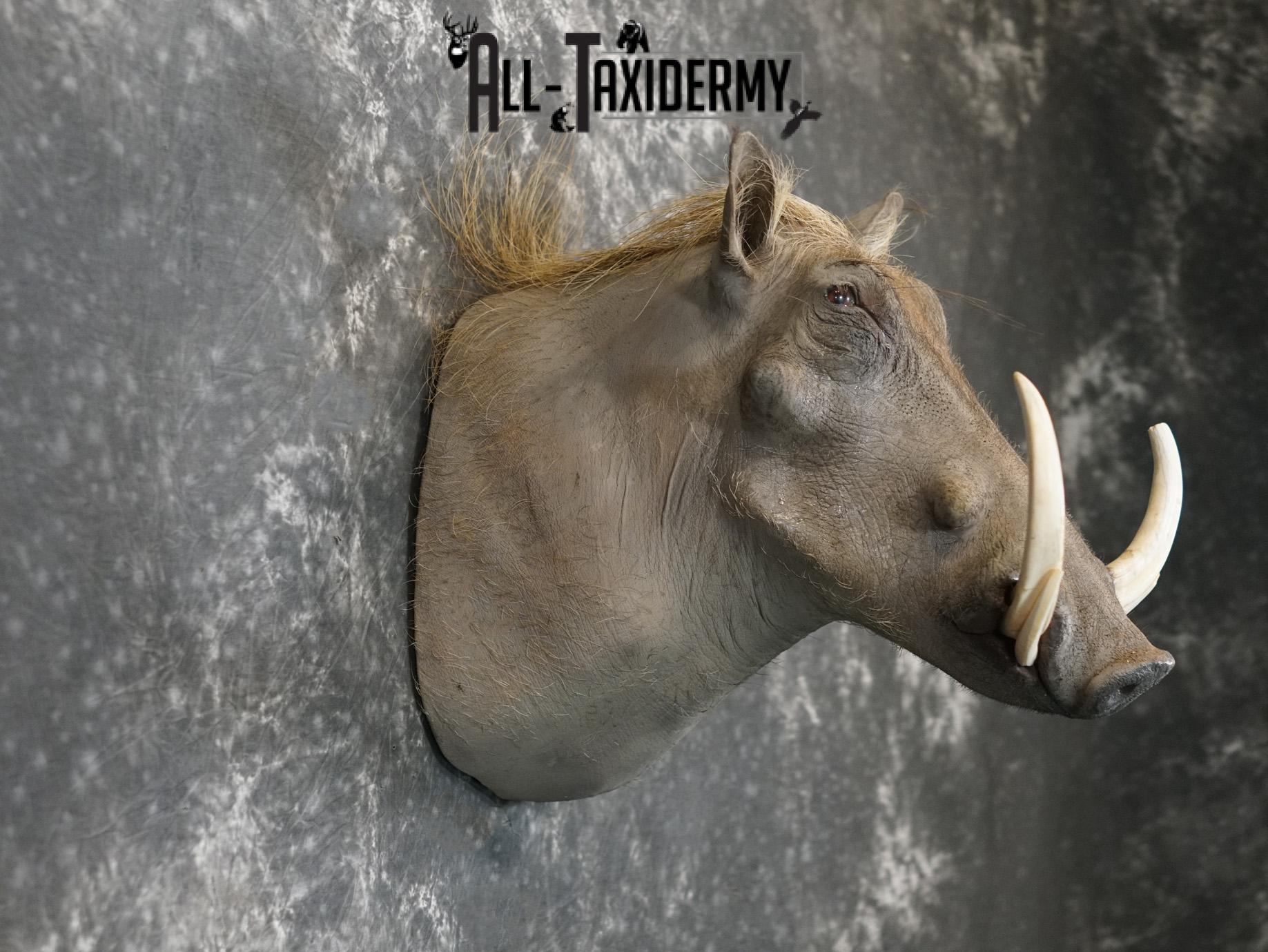 African Warthog Taxidermy Shoulder Mount SKU 2200 - Image 5