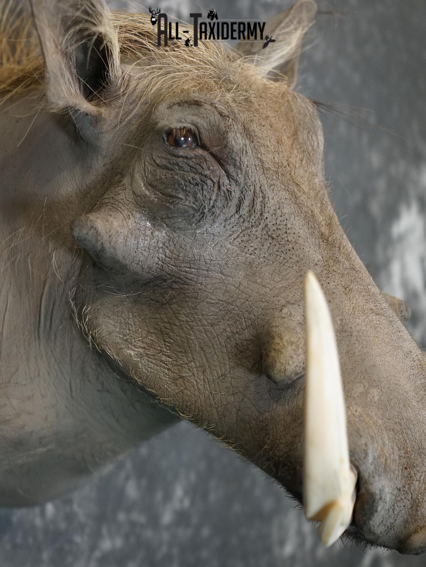 African Warthog Taxidermy Shoulder Mount SKU 2200 - Image 4