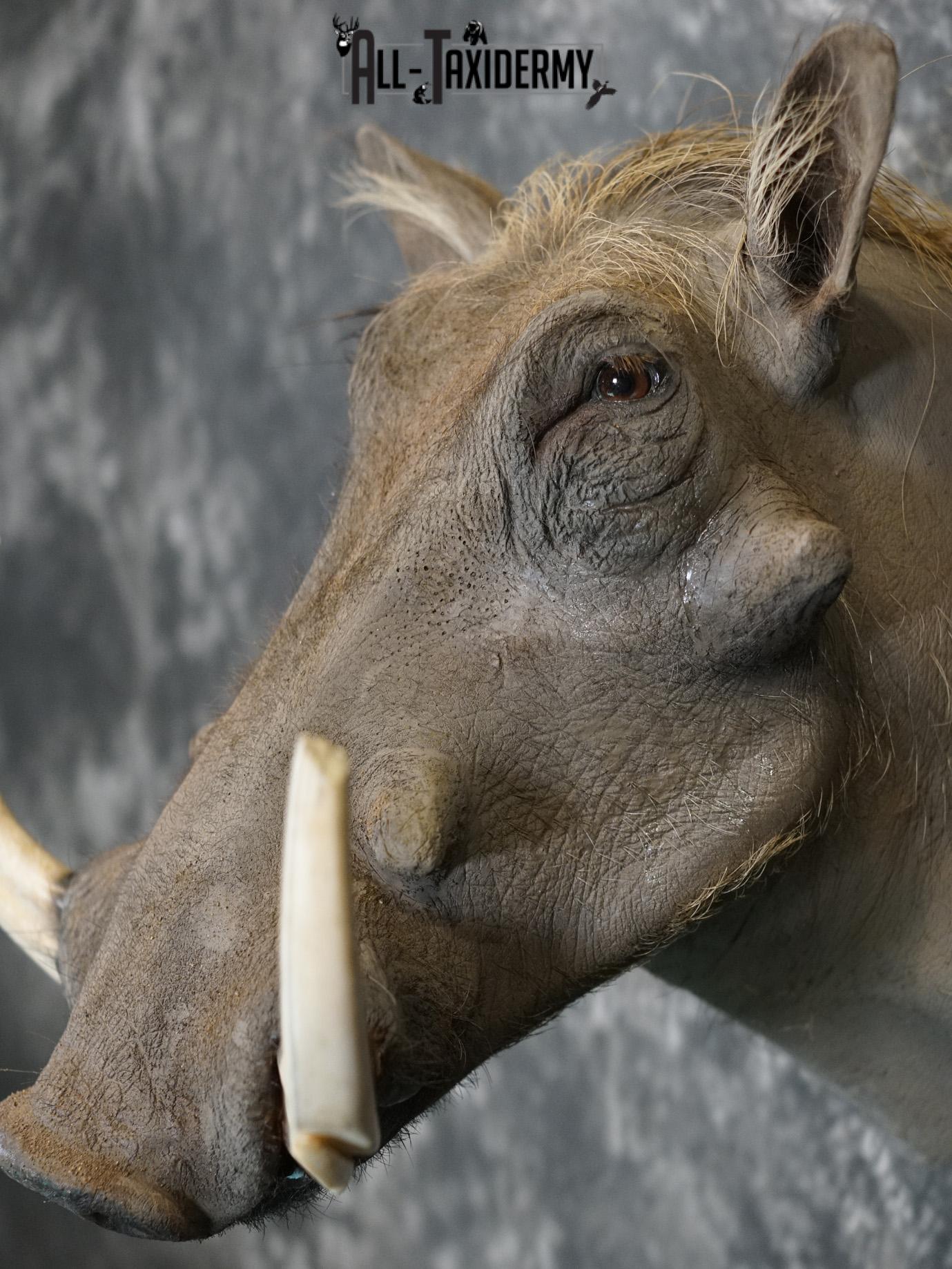 African Warthog Taxidermy Shoulder Mount SKU 2200 - Image 3