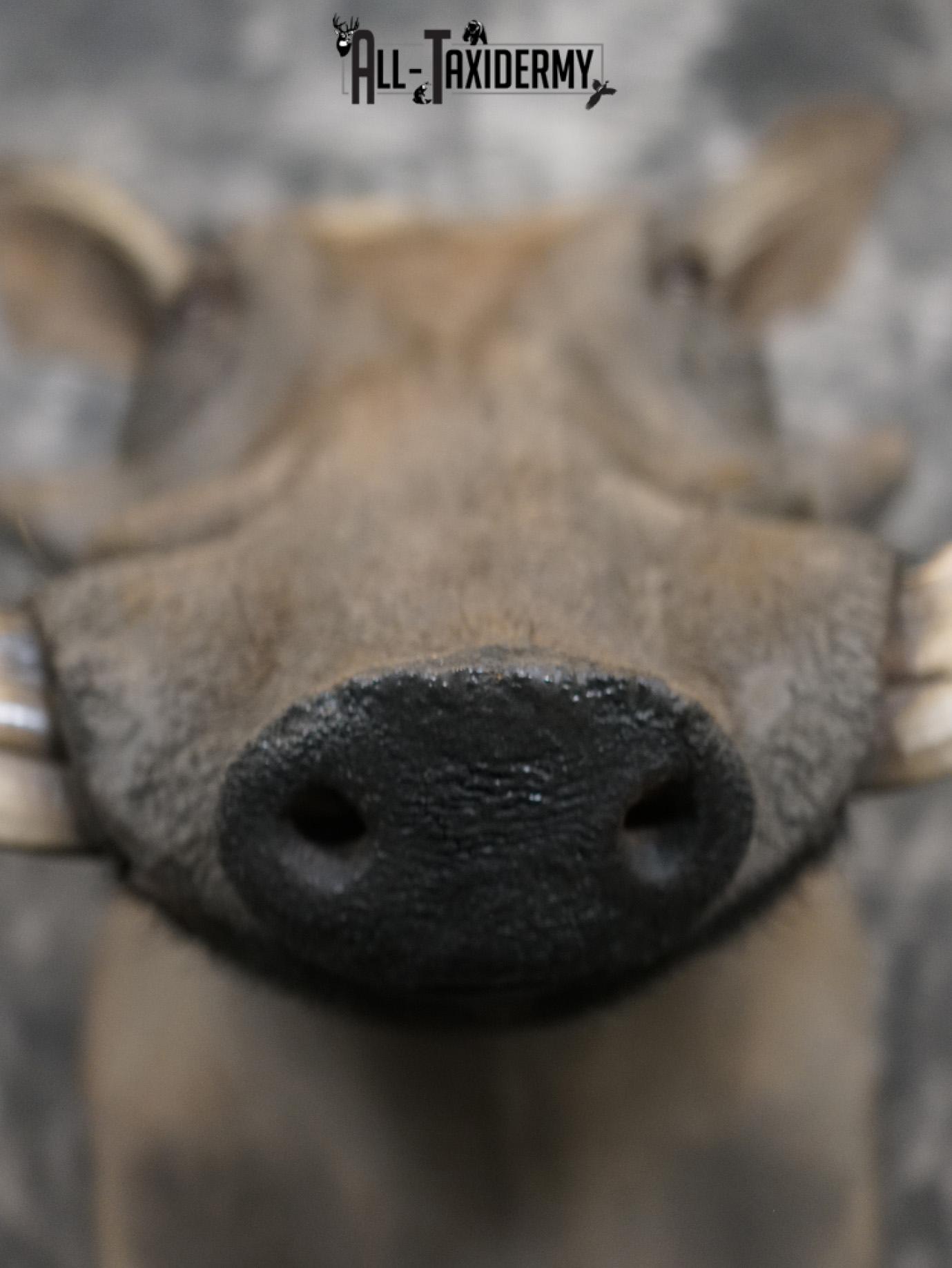 African Warthog Taxidermy Shoulder Mount SKU 2200 - Image 2