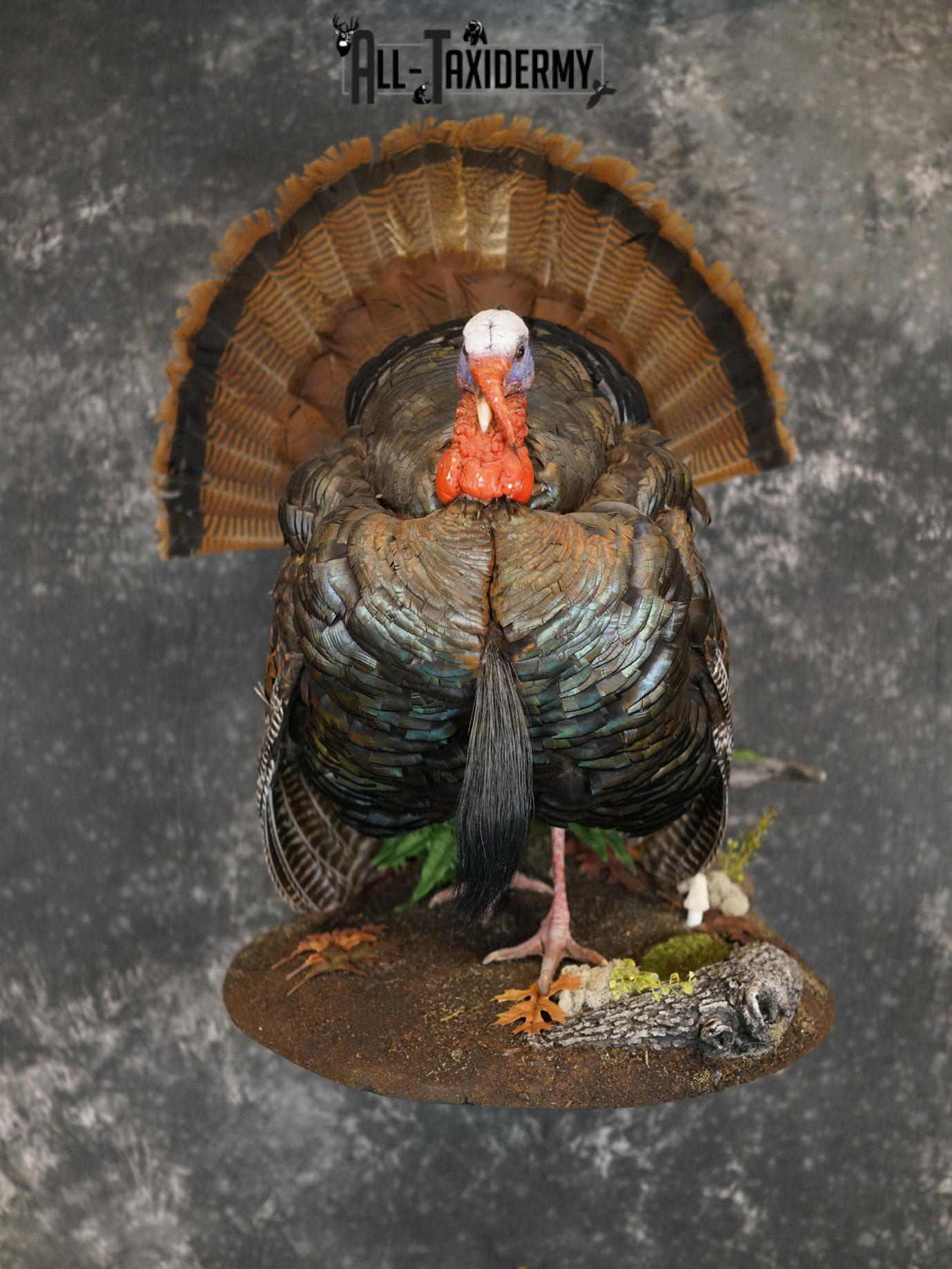 Eastern Turkery taxidermy mount for sale SKU 2183 - Image 11