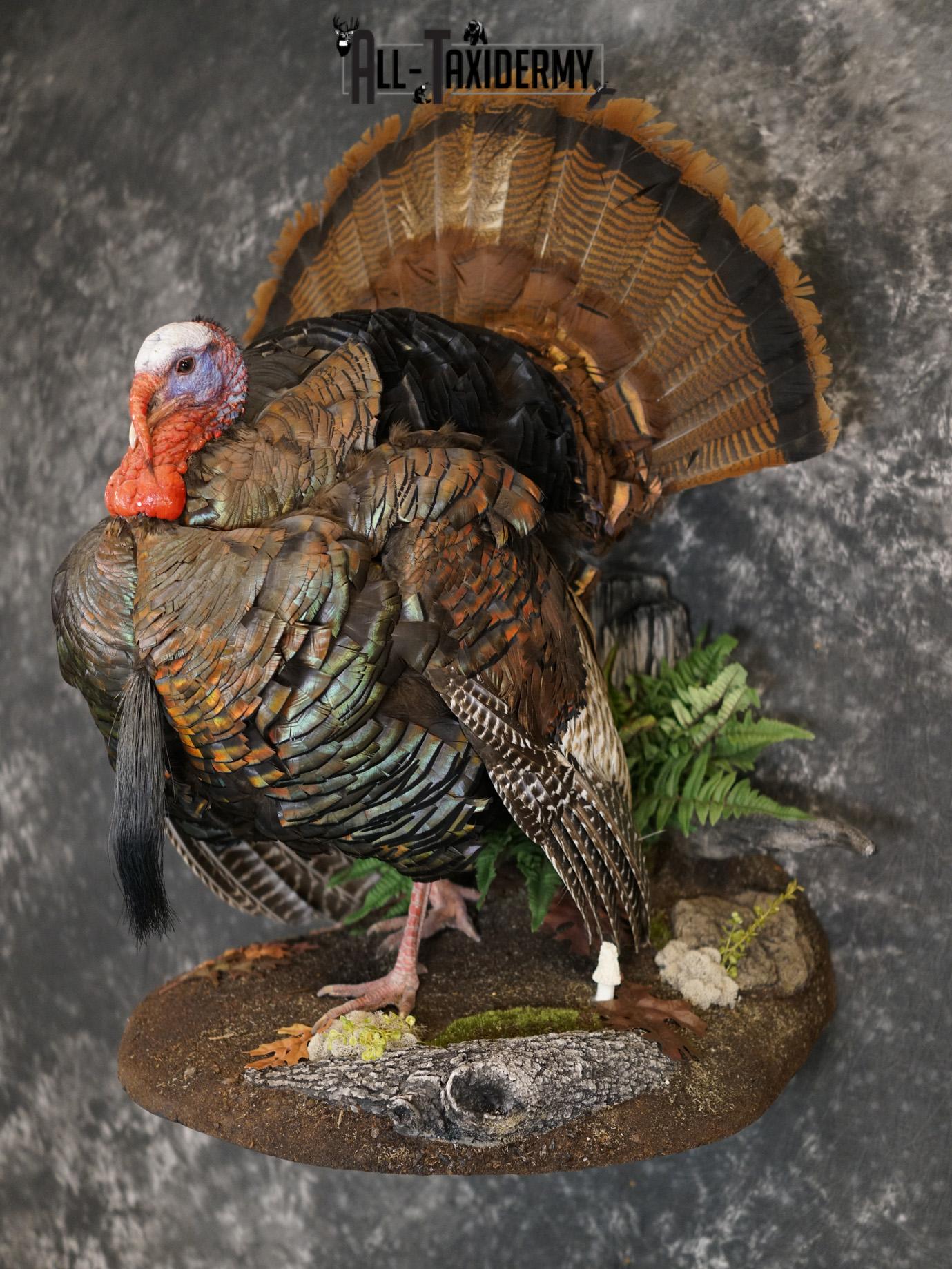 Eastern Turkery taxidermy mount for sale SKU 2183 - Image 10