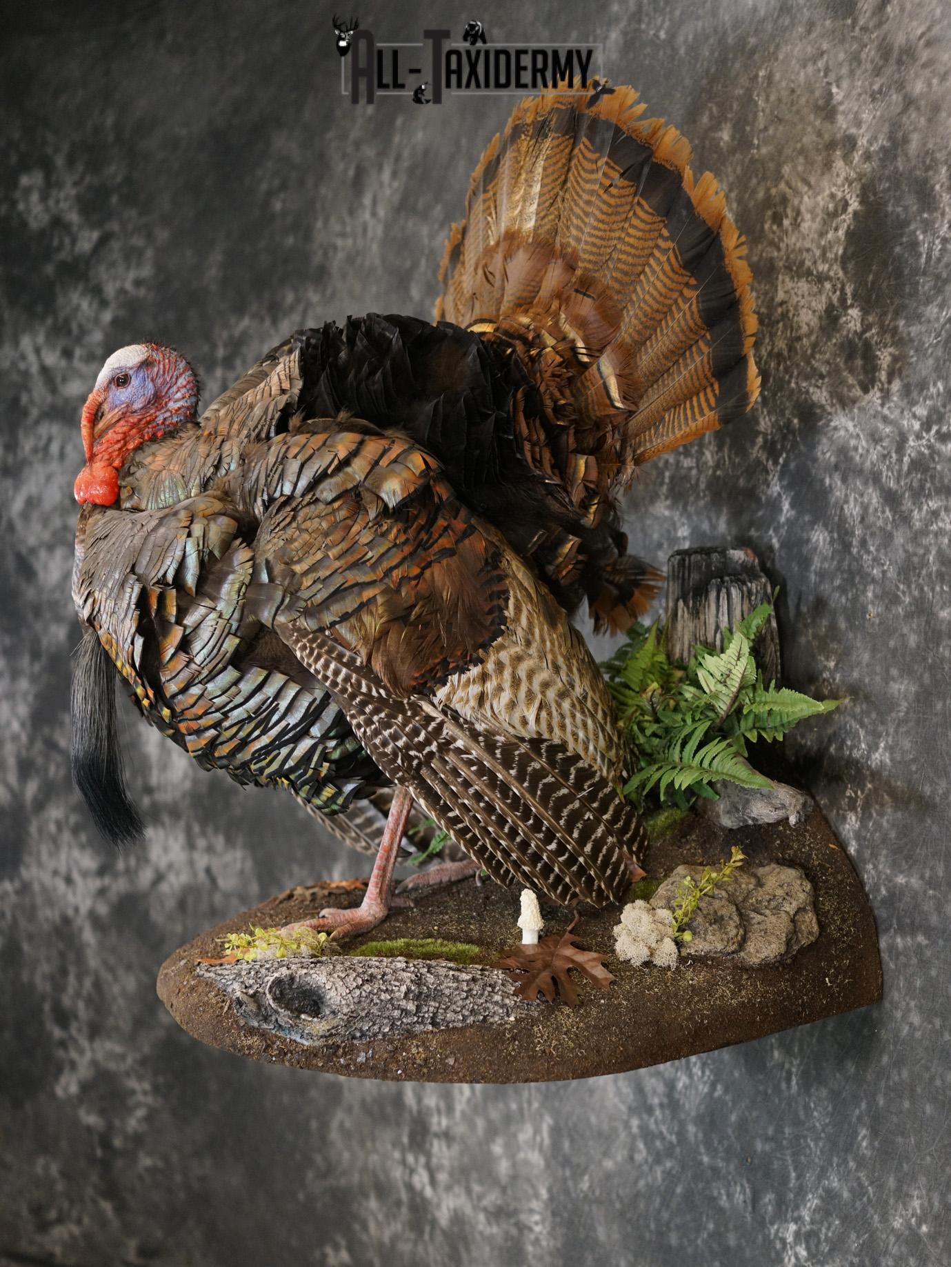 Eastern Turkery taxidermy mount for sale SKU 2183 - Image 9