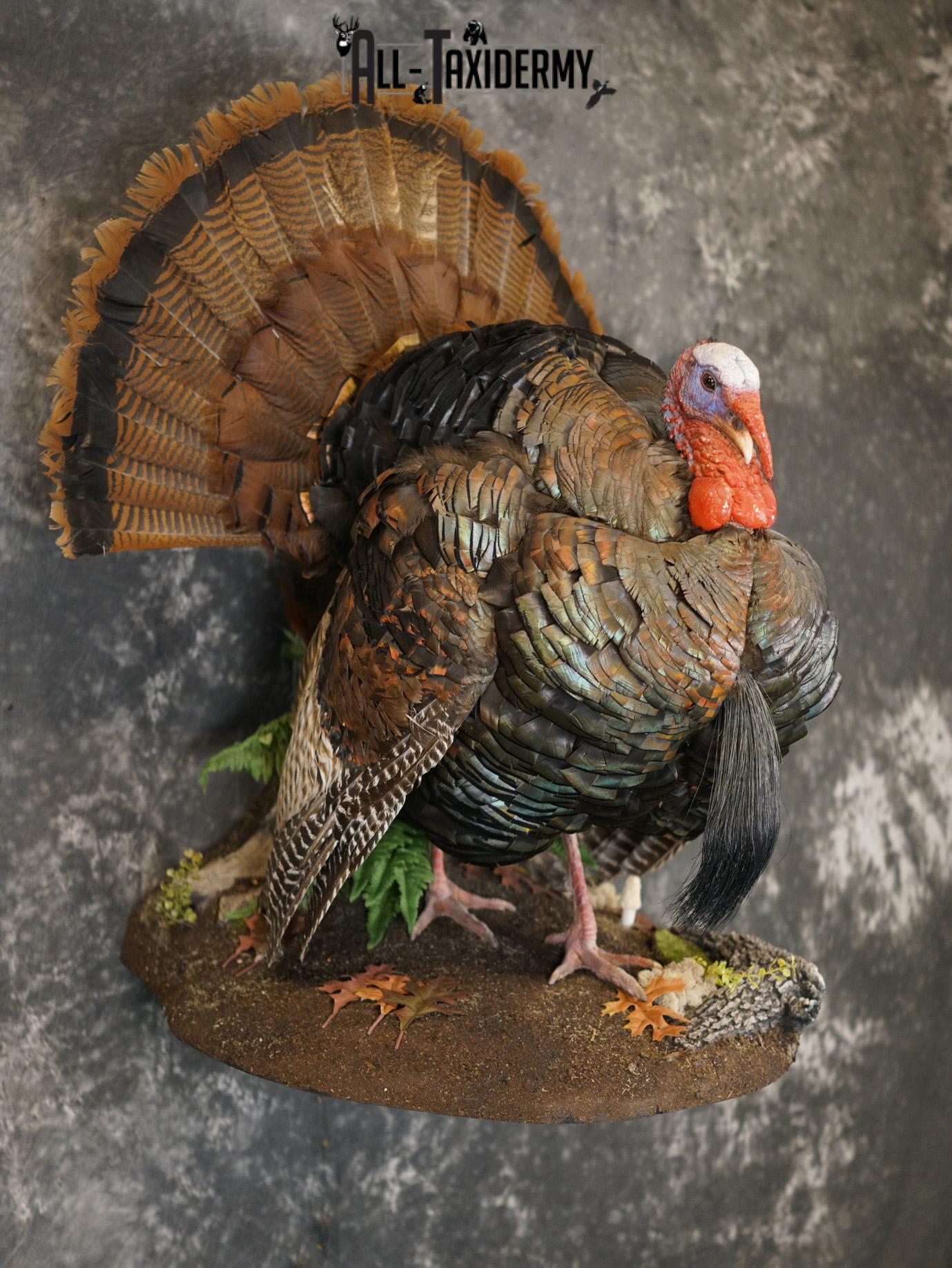 Eastern Turkery taxidermy mount for sale SKU 2183