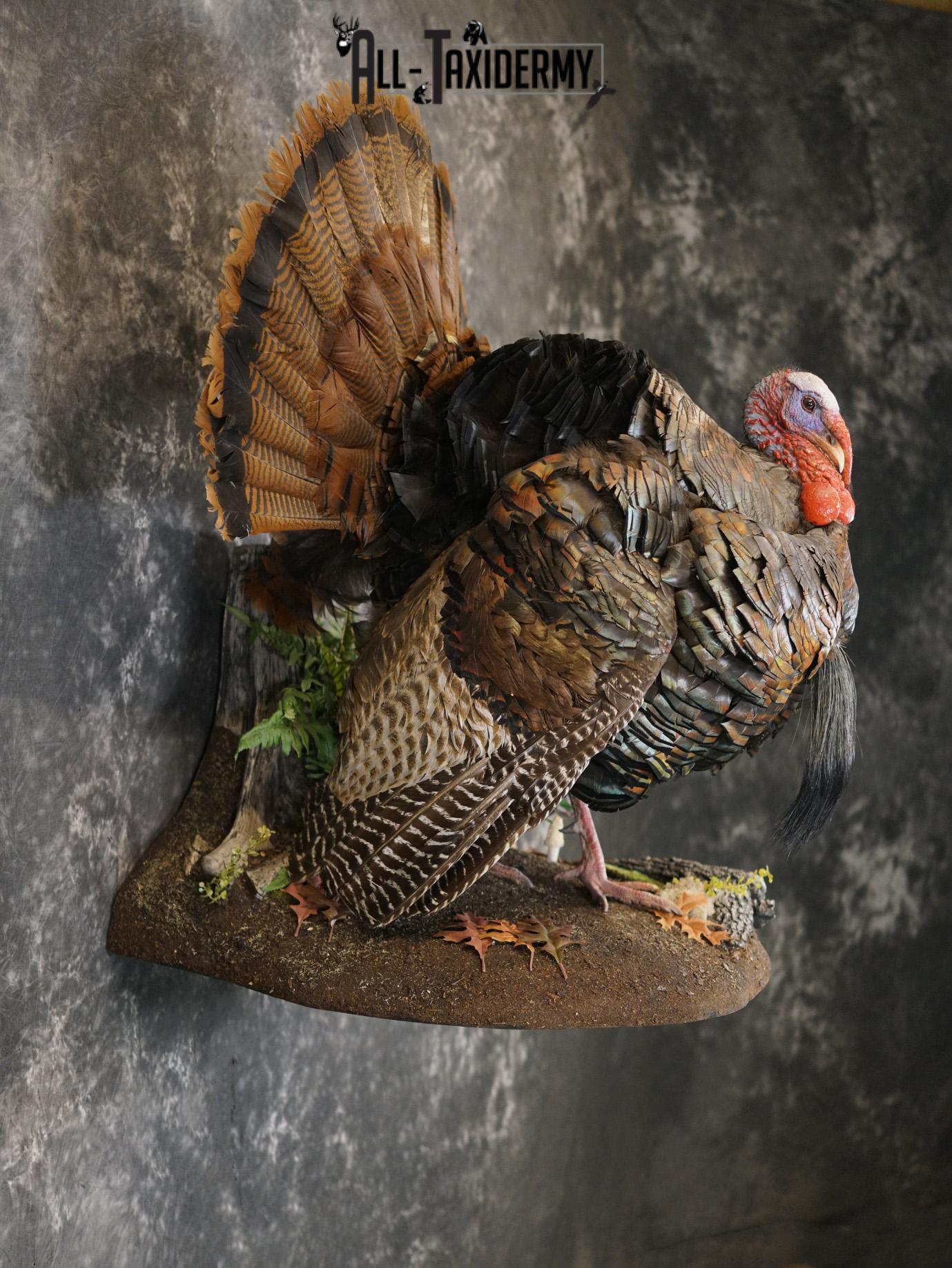 Eastern Turkery taxidermy mount for sale SKU 2183 - Image 7