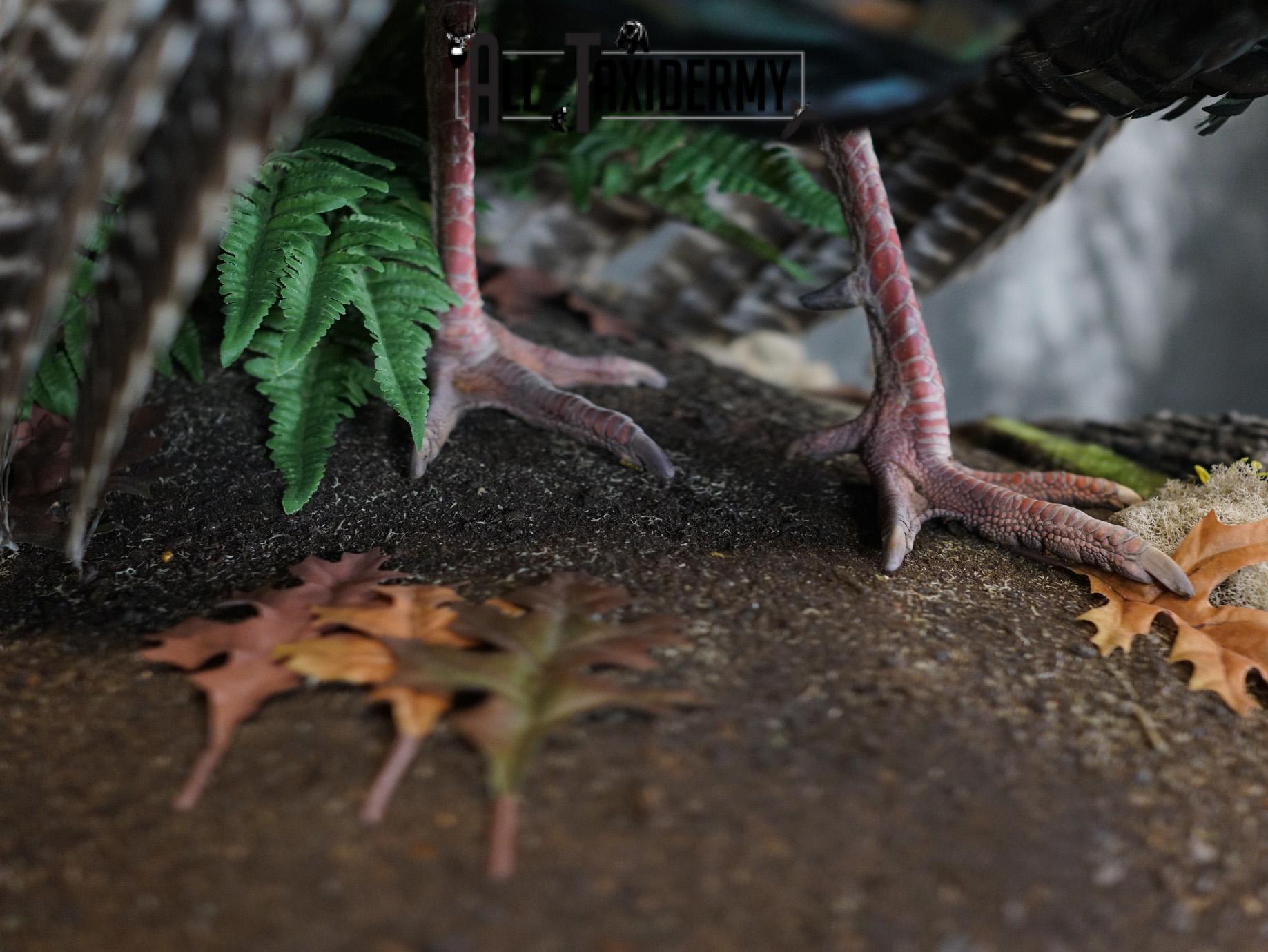 Eastern Turkery taxidermy mount for sale SKU 2183 - Image 6