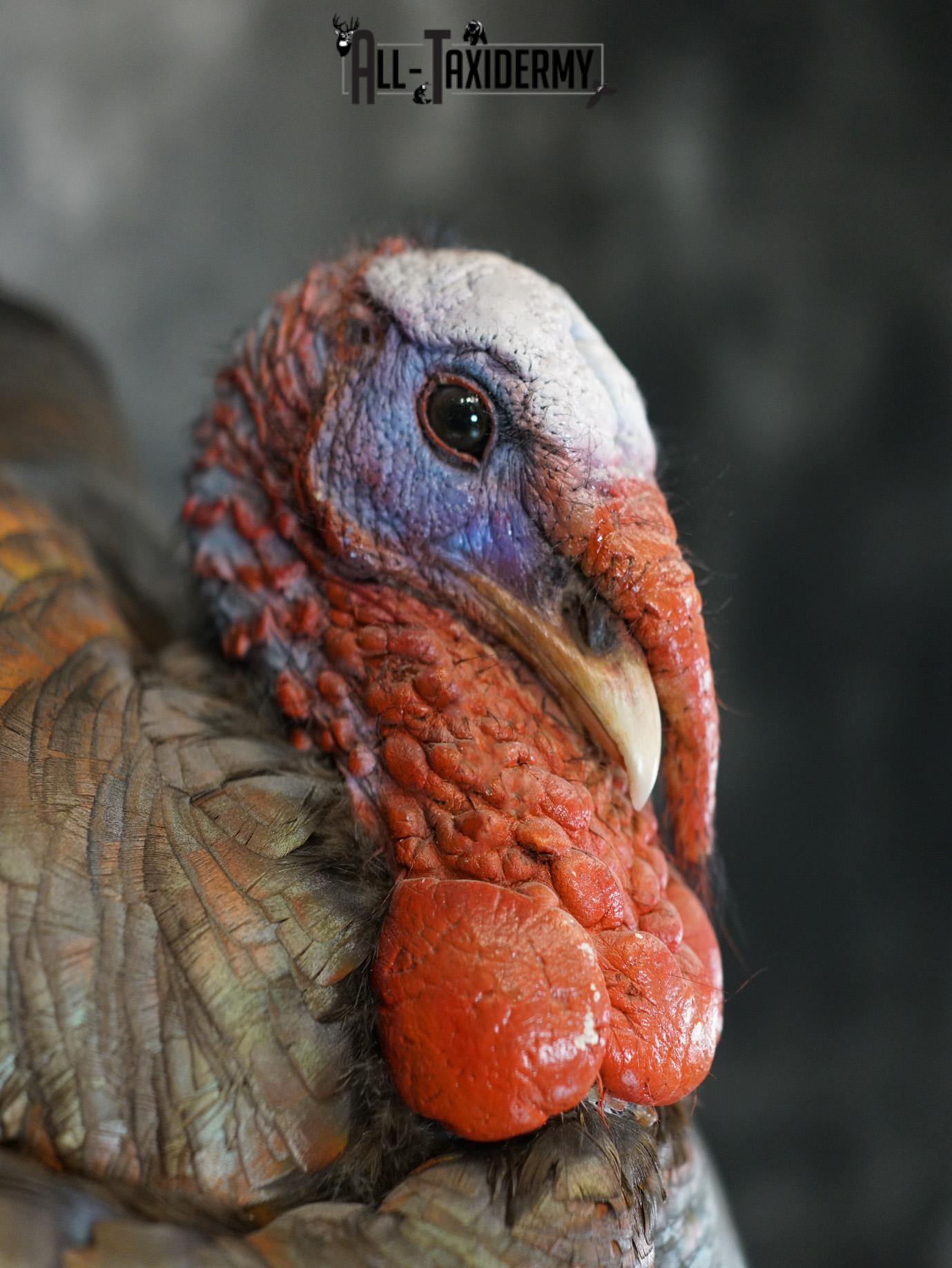 Eastern Turkery taxidermy mount for sale SKU 2183 - Image 5