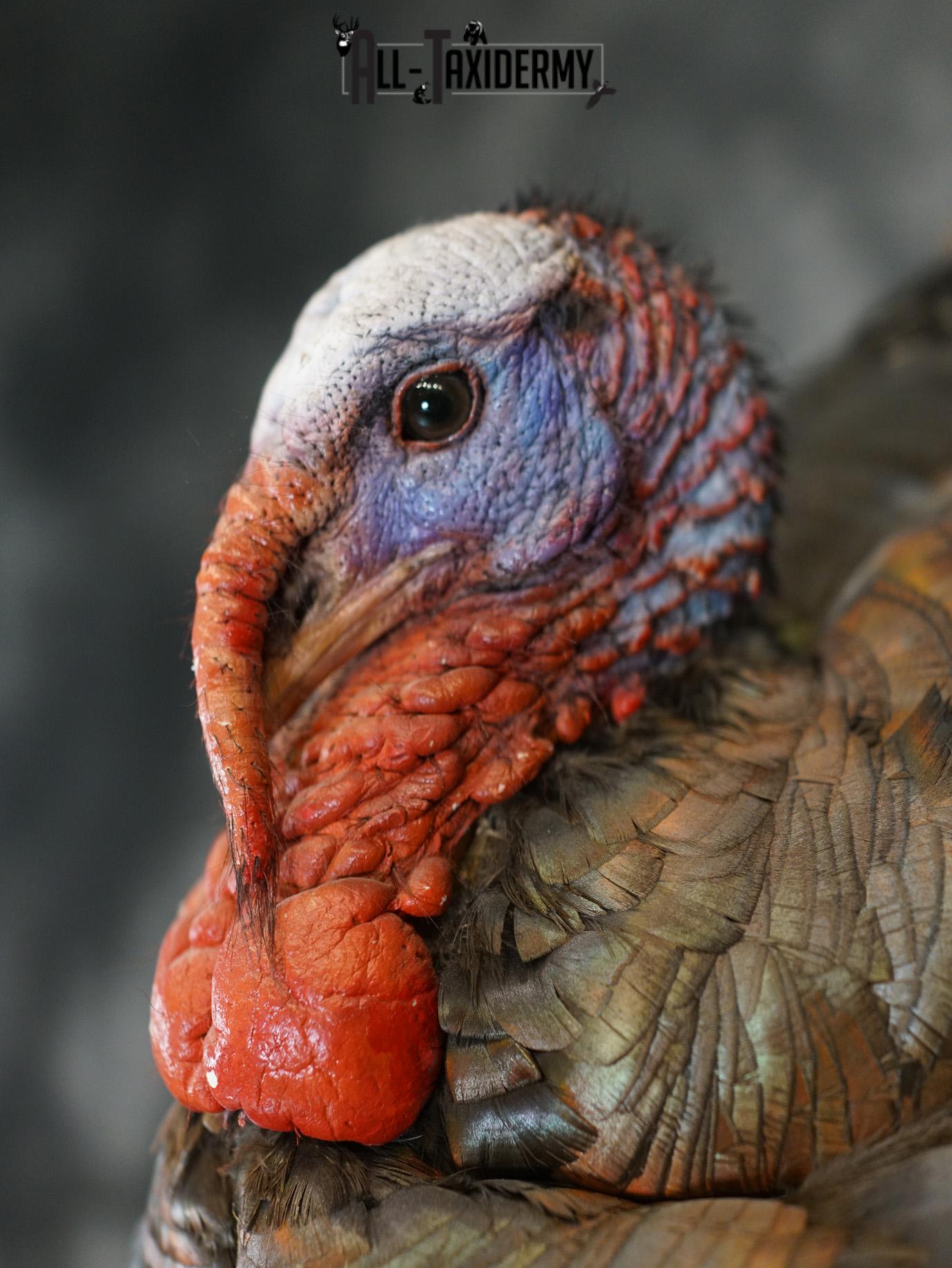 Eastern Turkery taxidermy mount for sale SKU 2183 - Image 4