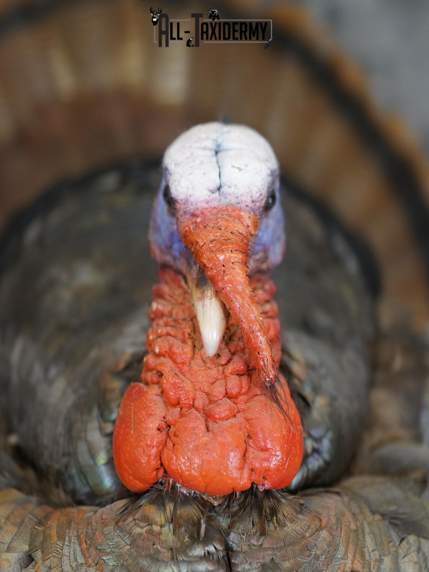 Eastern Turkery taxidermy mount for sale SKU 2183 - Image 3