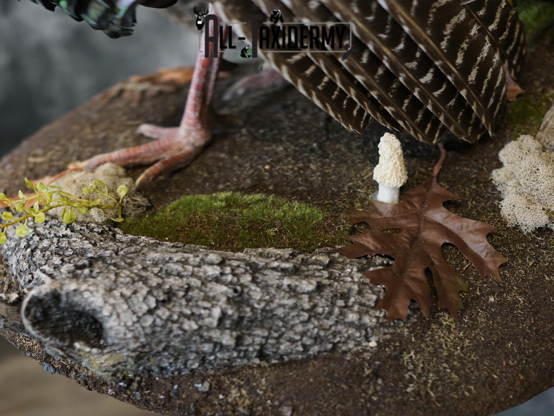 Eastern Turkery taxidermy mount for sale SKU 2183 - Image 2