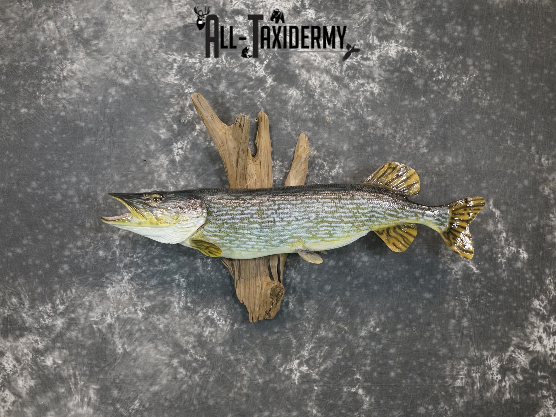 Northern Pike Reproduction fish taxidermy mount for sale SKU 2174 - Image 10