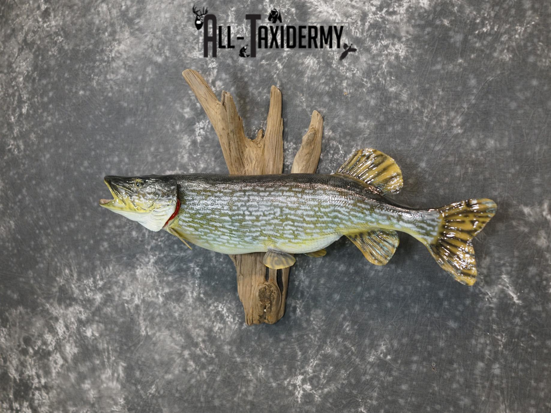 Northern Pike Reproduction fish taxidermy mount for sale SKU 2174 - Image 9